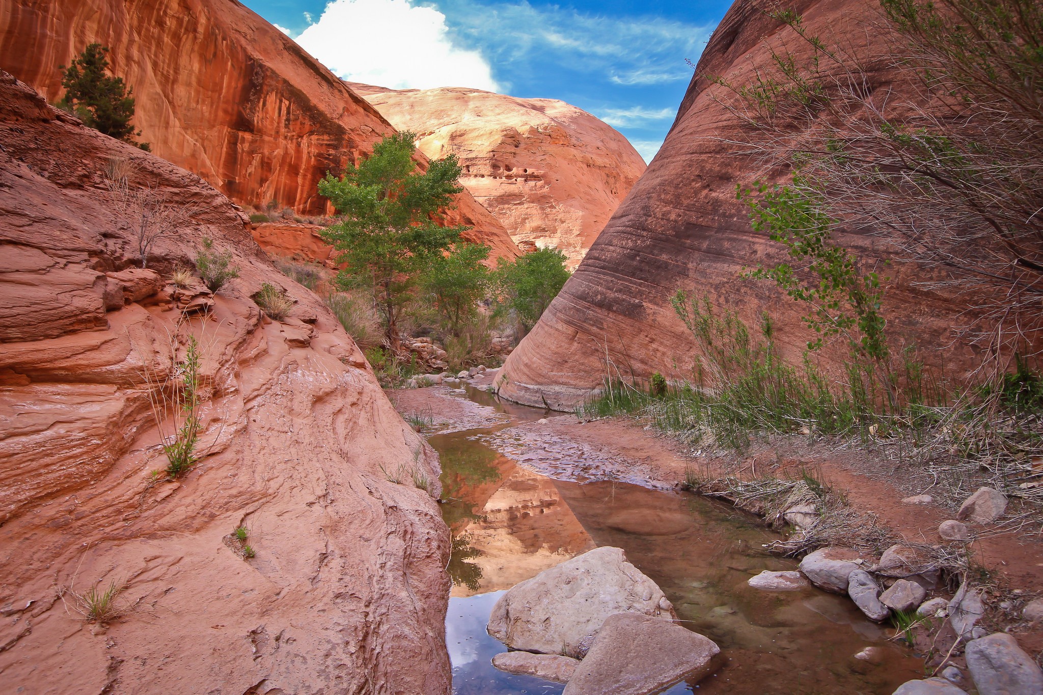 Canyon with a stream and red rock formations HD Wallpaper