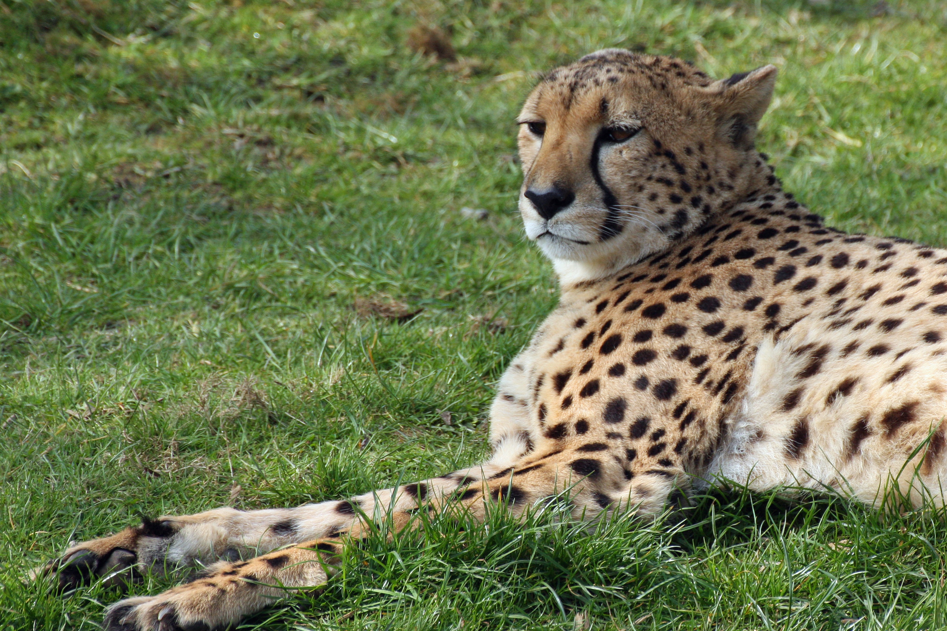 Cheetah lying on grass HD Wallpaper