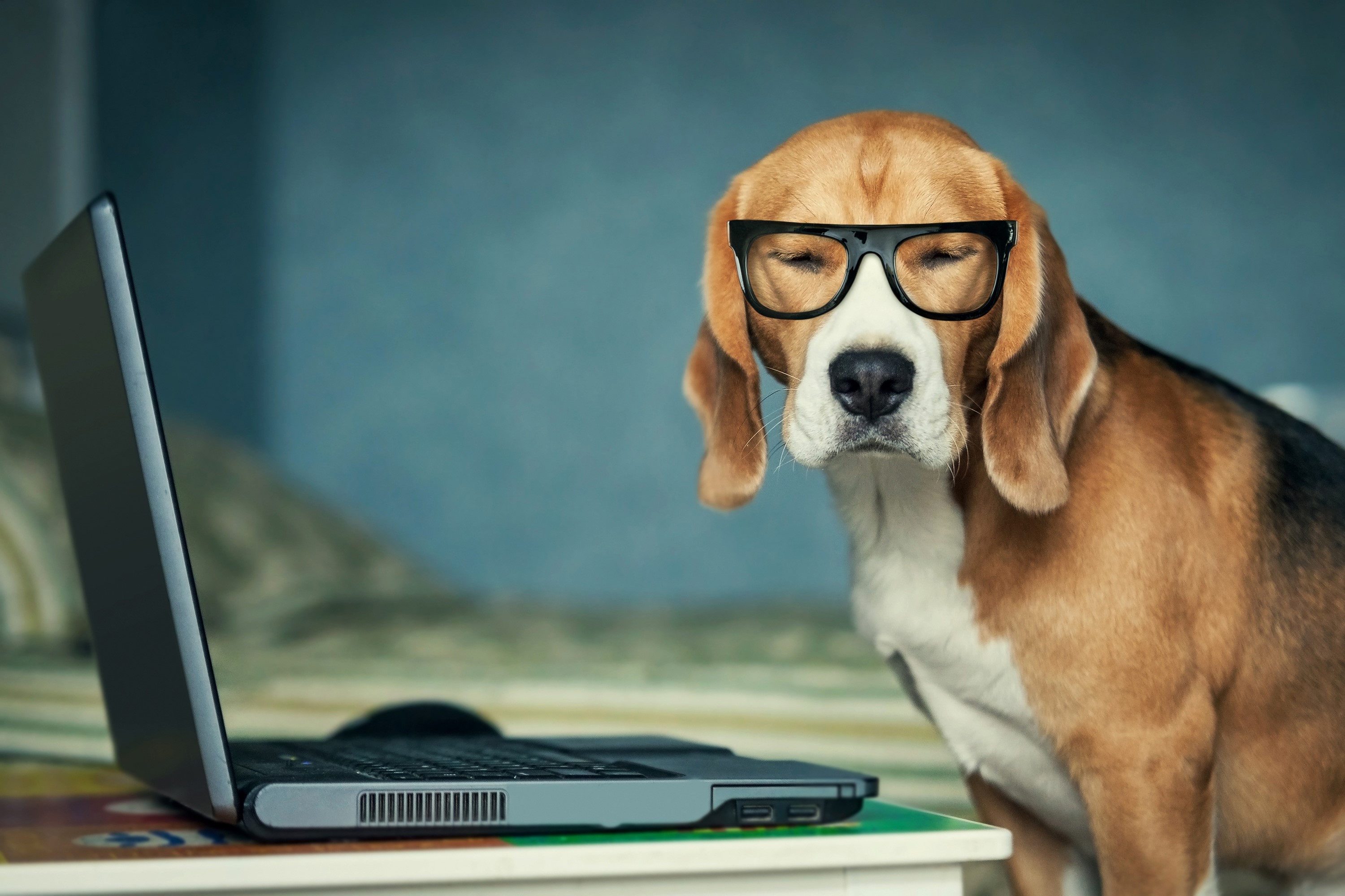 Beagle dog wearing glasses with laptop HD Wallpaper