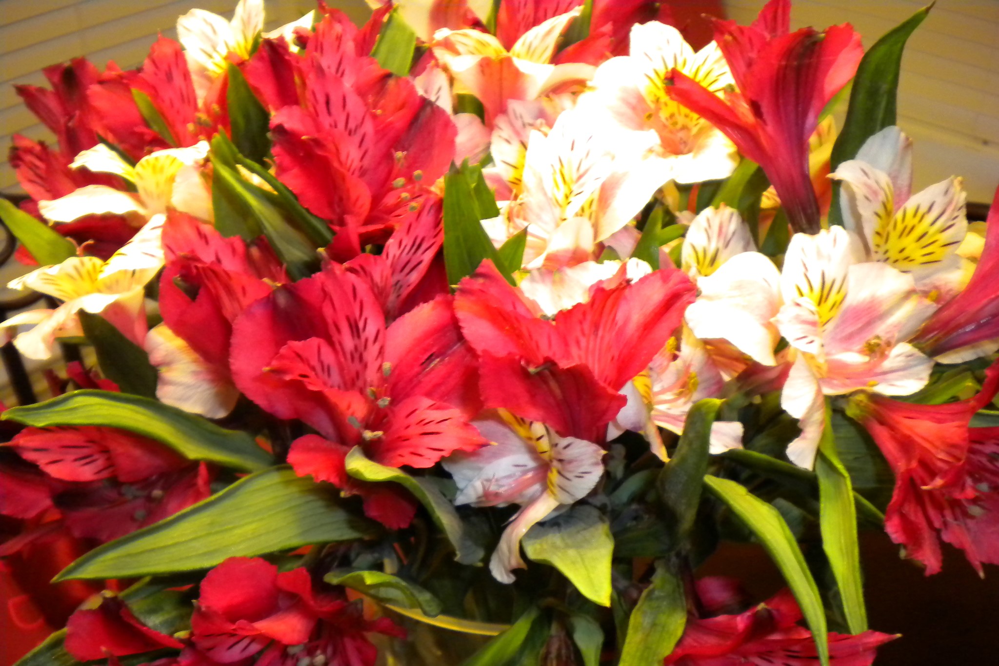 Close-up of red and white Alstroemeria flowers HD Wallpaper