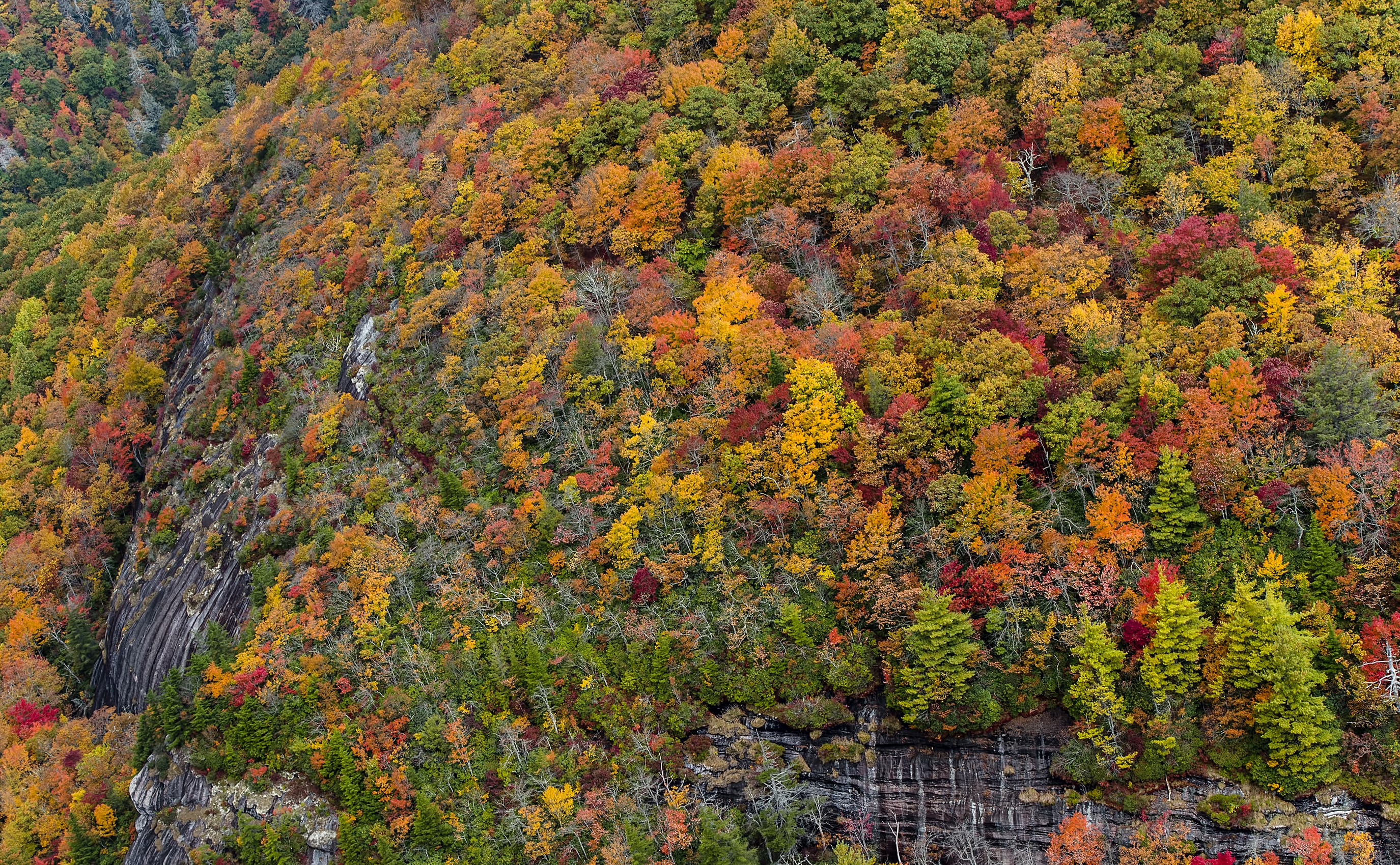 Autumn forest on a mountainside in Nantahala National Forest HD Wallpaper