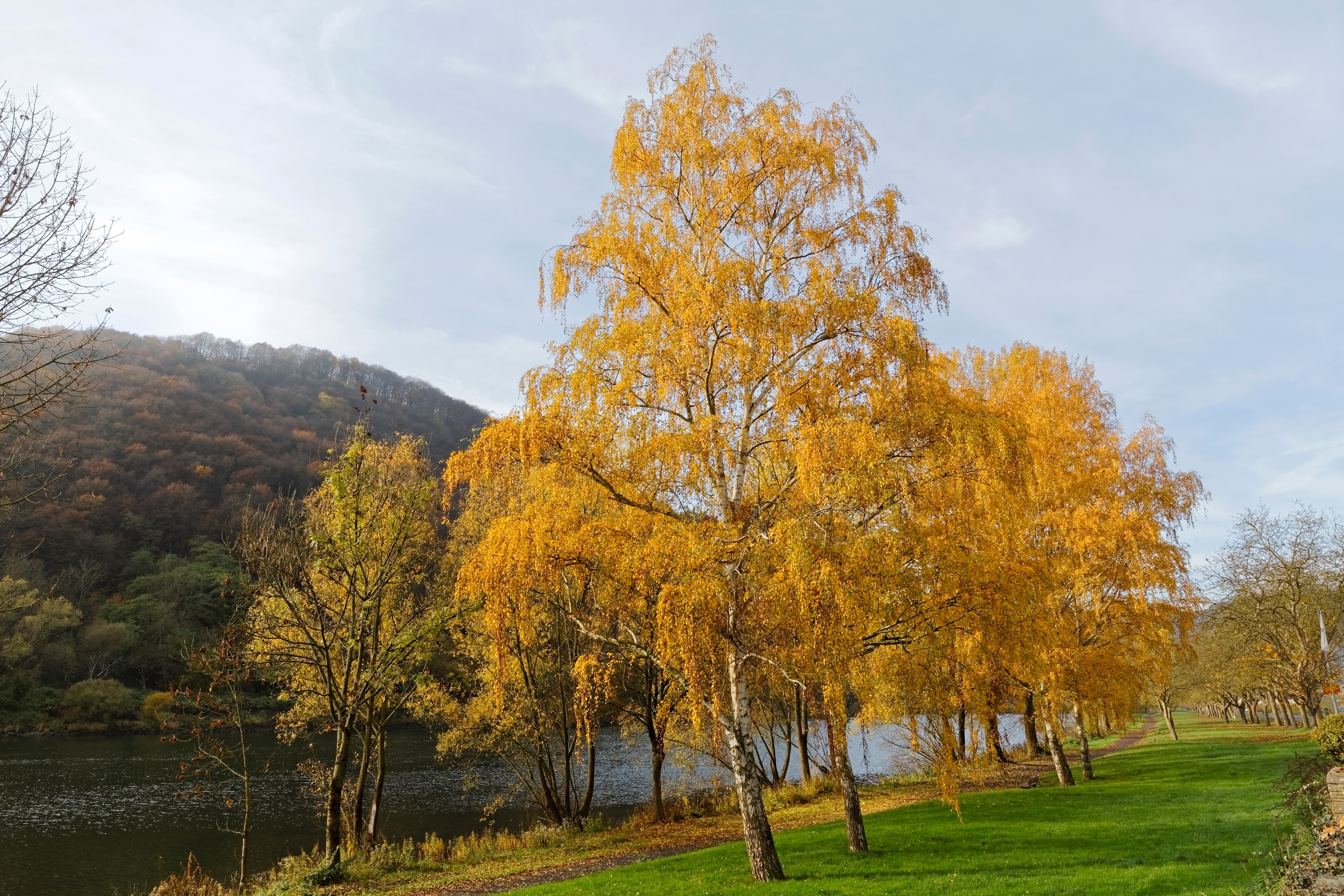 Autumn trees by a river in Ediger-Eller, Germany HD Wallpaper