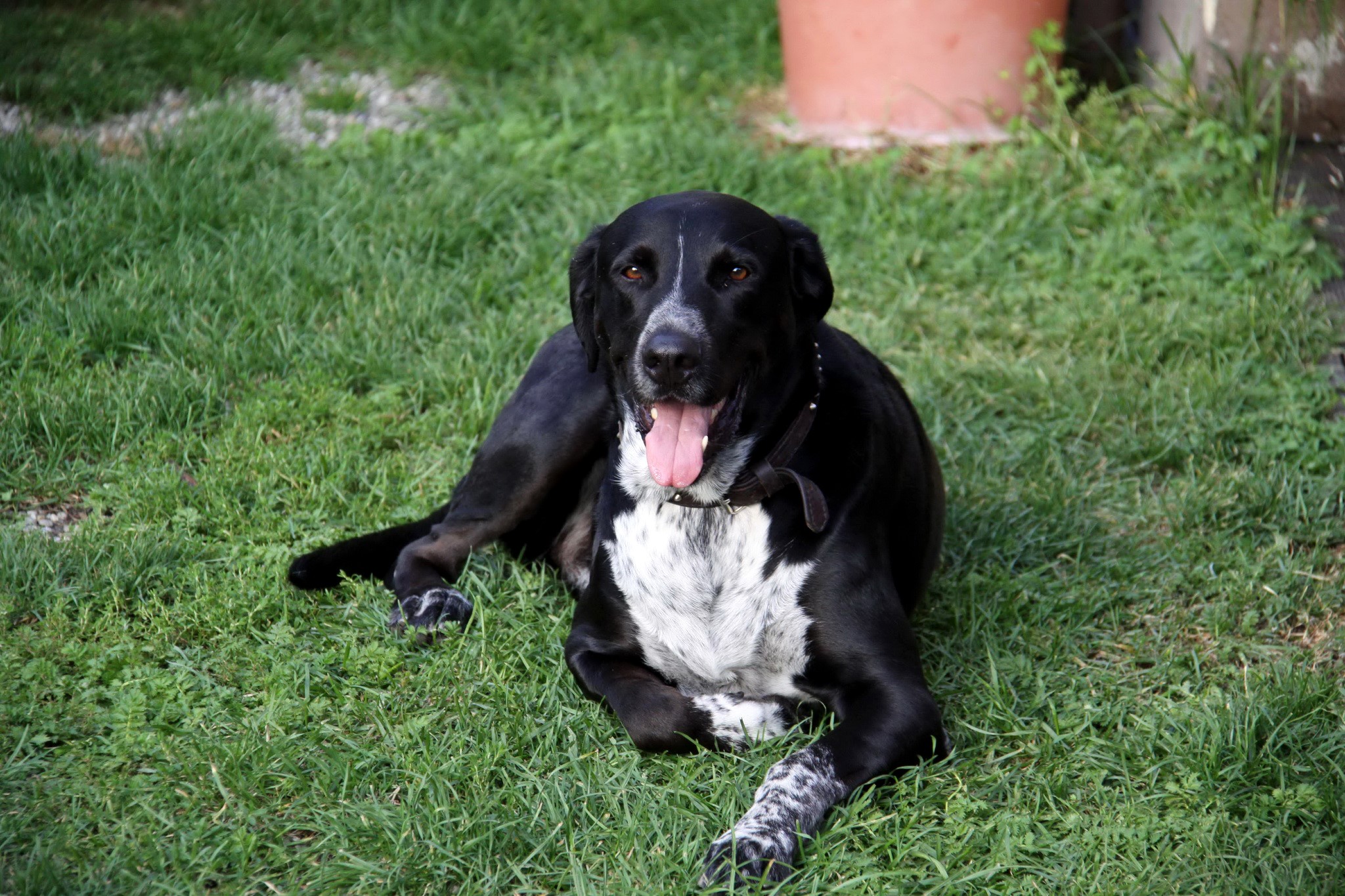 Black dog with white markings lying on grass HD Wallpaper