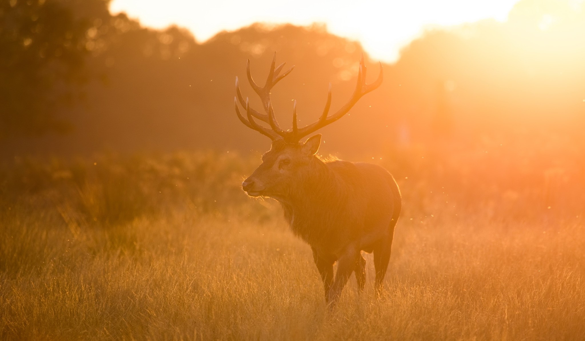 Deer with large antlers in golden sunset light HD Wallpaper