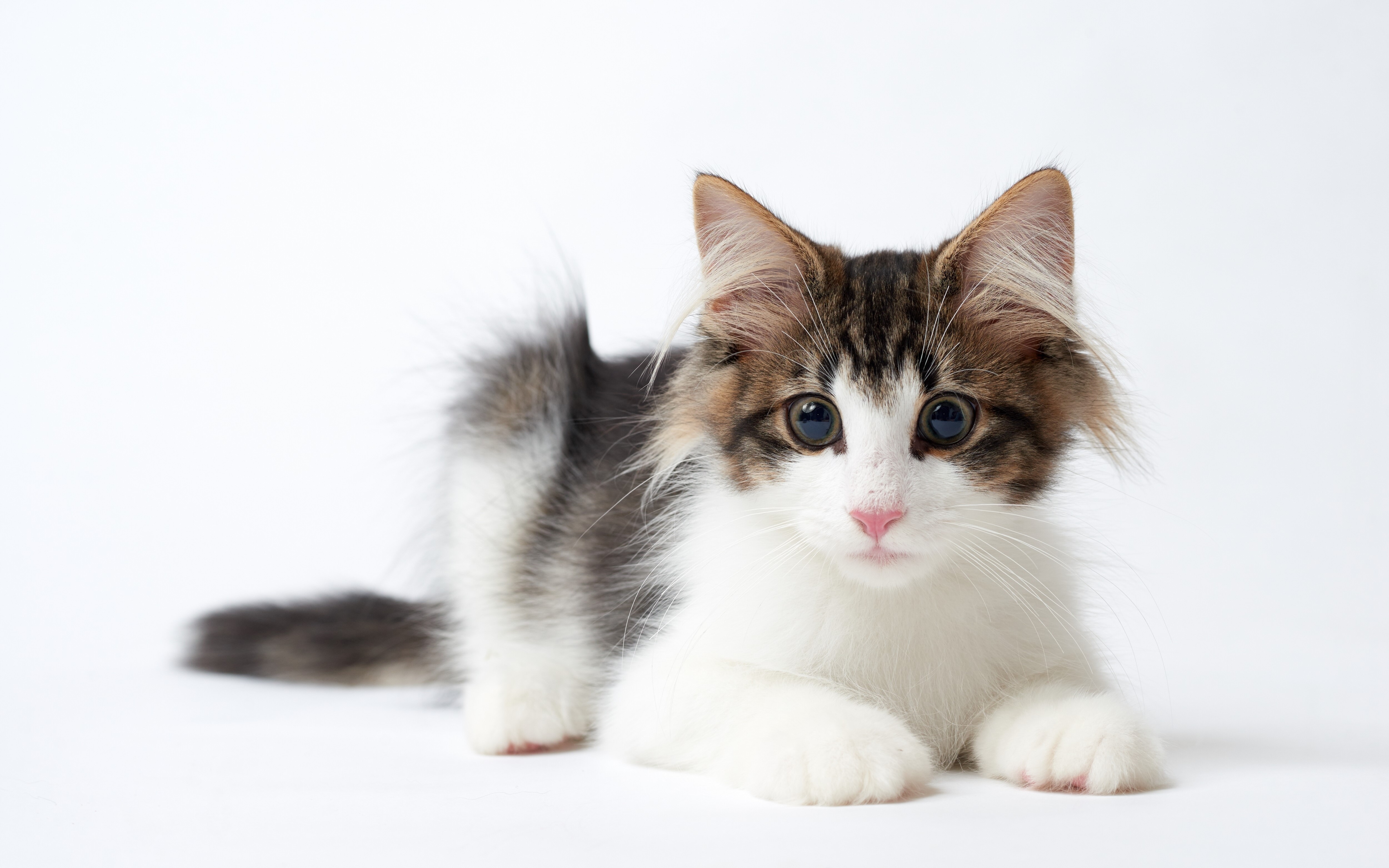 Kitten with tabby markings HD Wallpaper