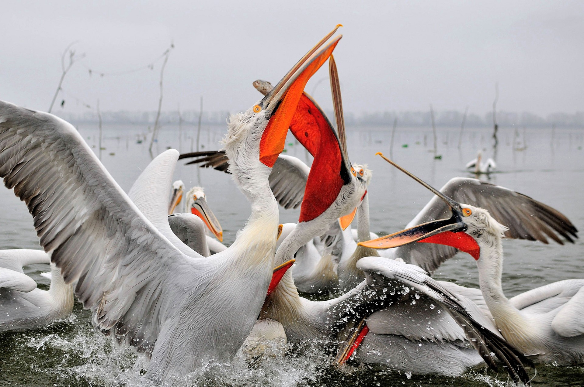 Pelicans fighting in water HD Wallpaper