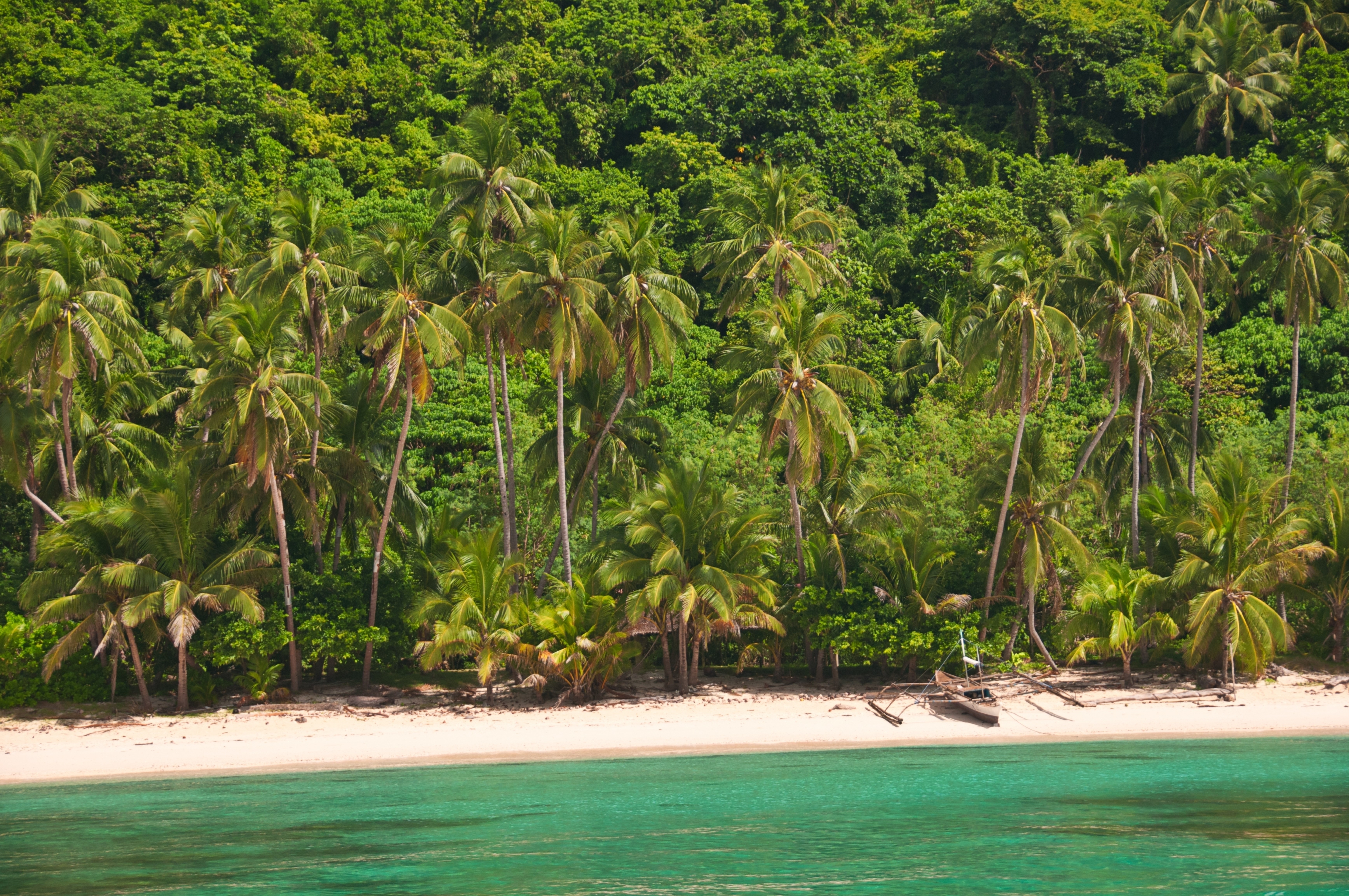 Tropical Beach with Palm Trees and Turquoise Water HD Wallpaper