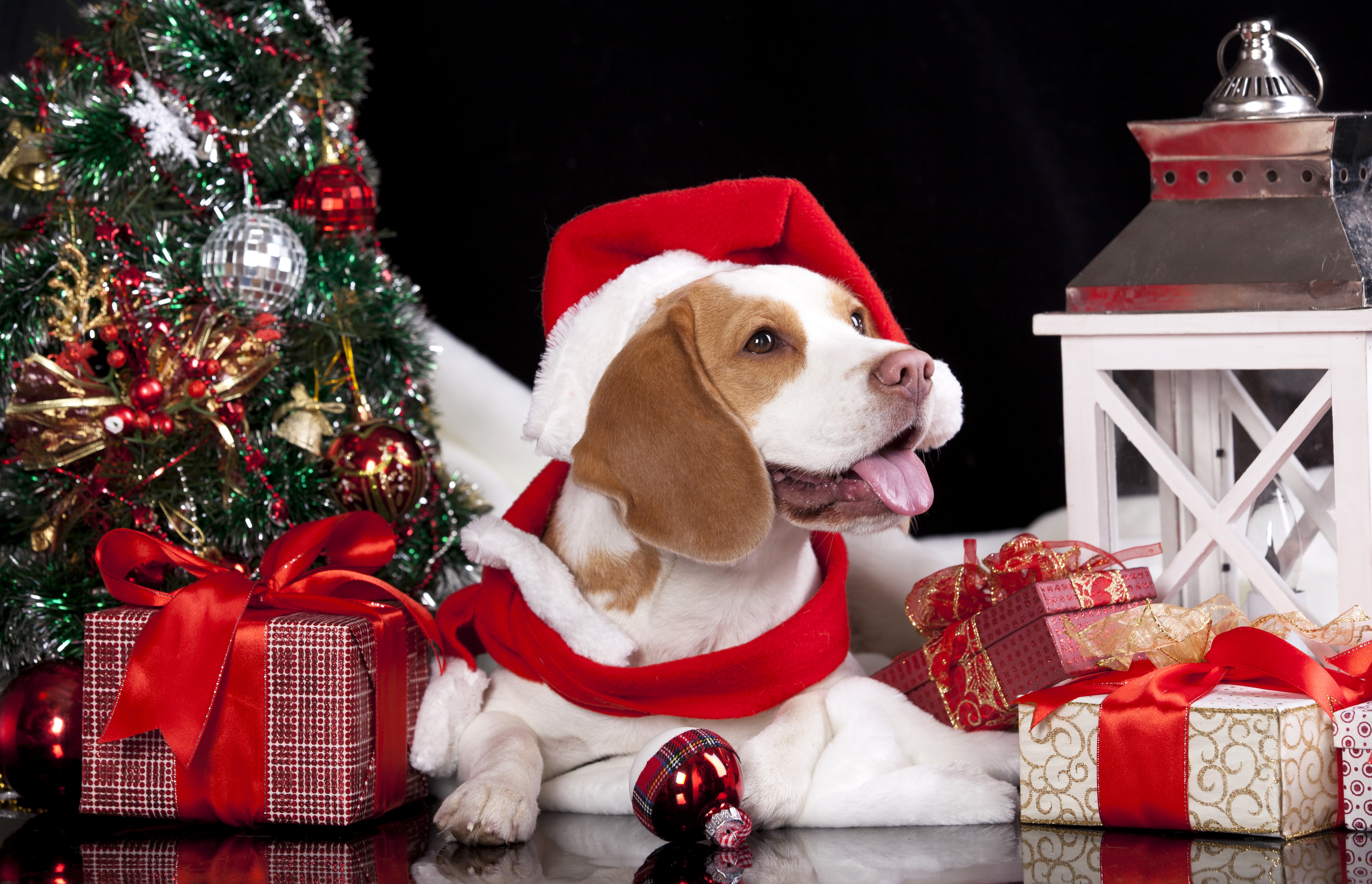 Beagle dog in Santa hat with Christmas tree and gifts HD Wallpaper