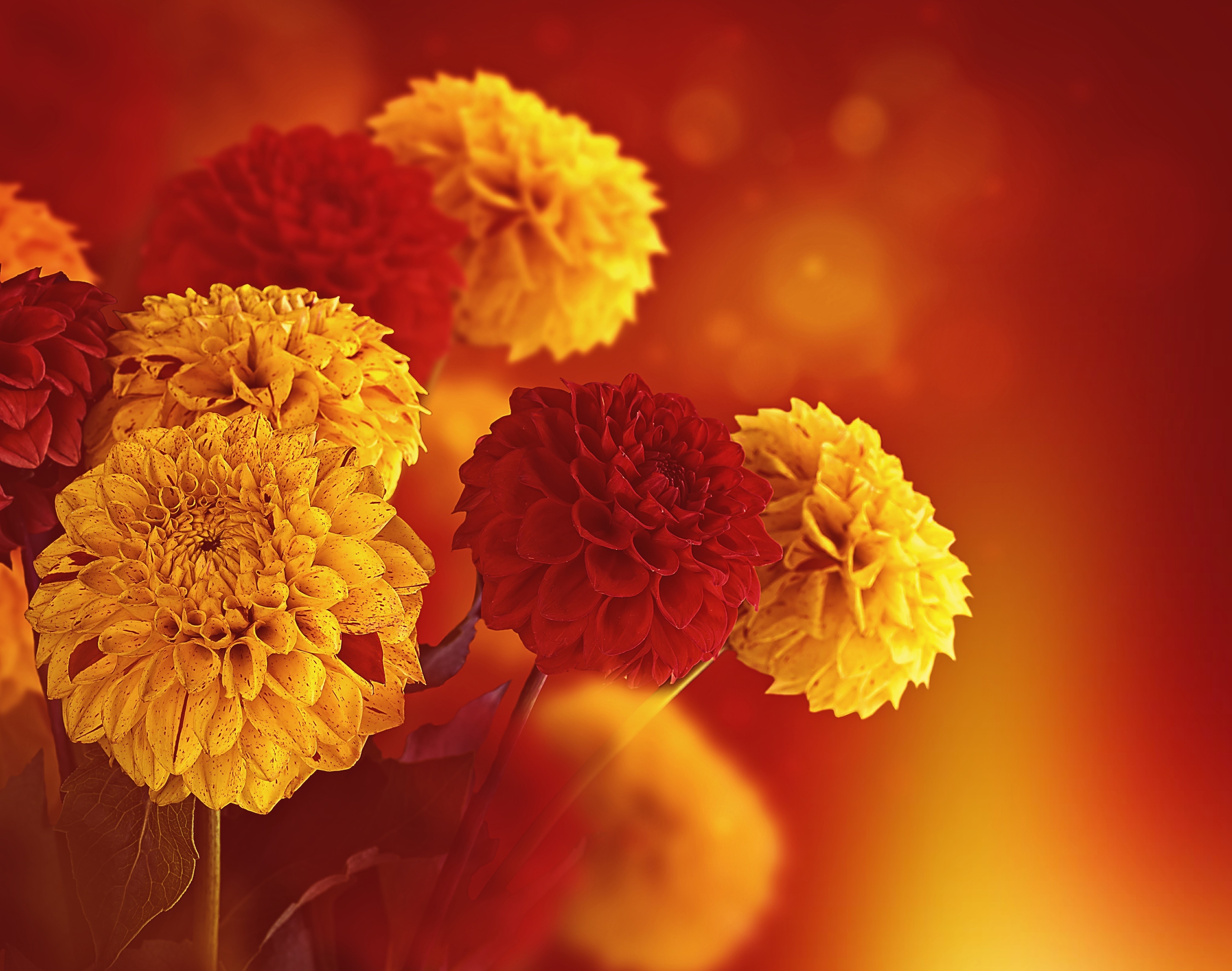 4K Dahlias HD Wallpaper