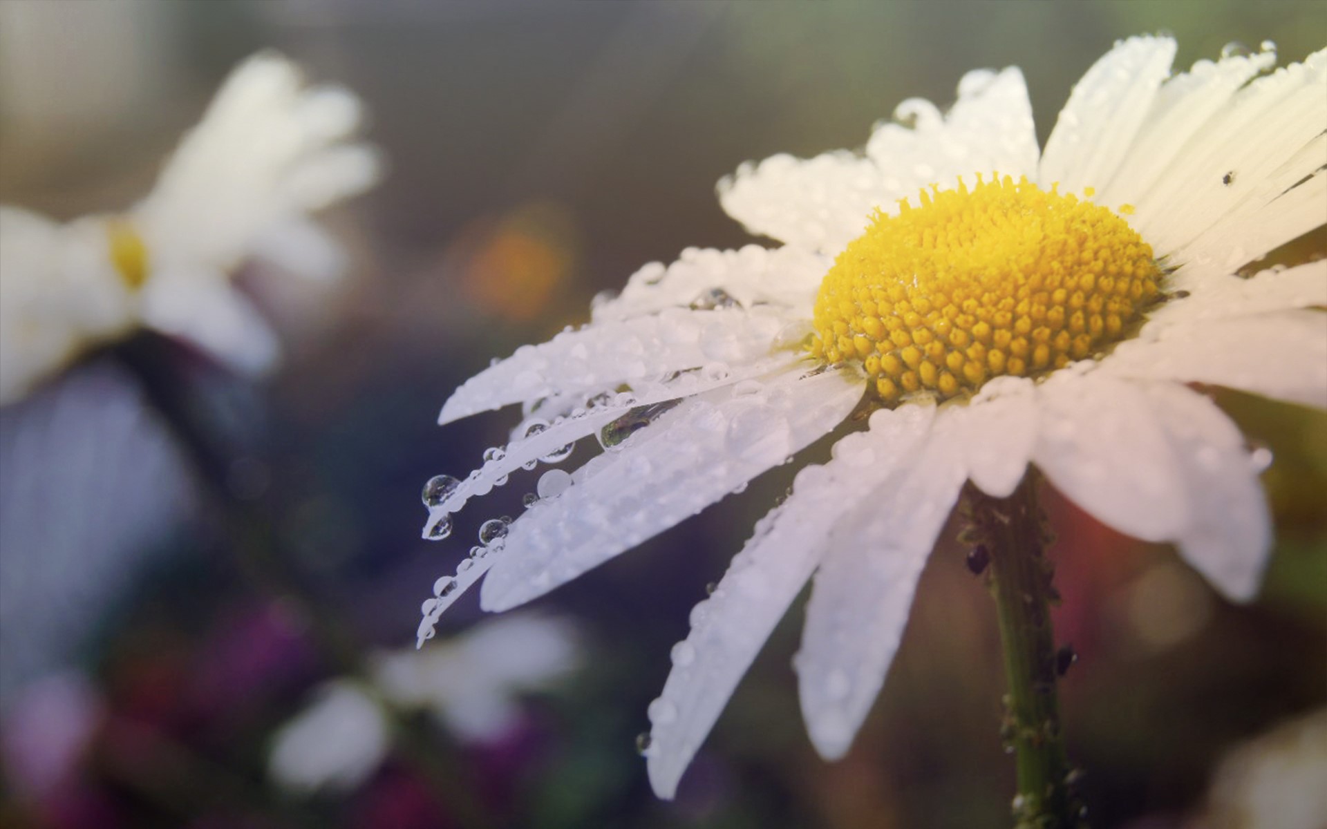 Close-up of a daisy with water drops HD Wallpaper