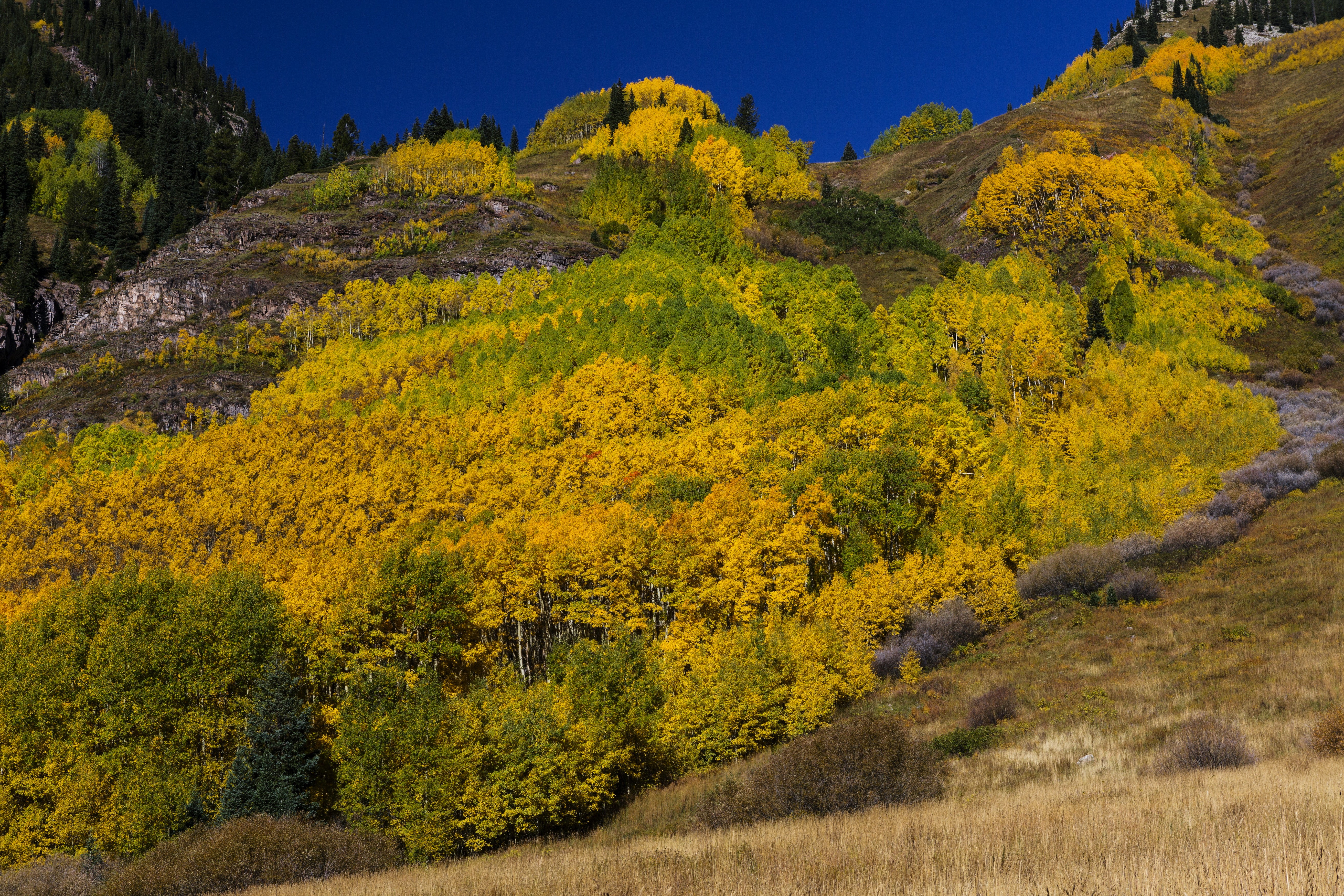 Autumn Aspen Forest in White River National Forest, Colorado HD Wallpaper