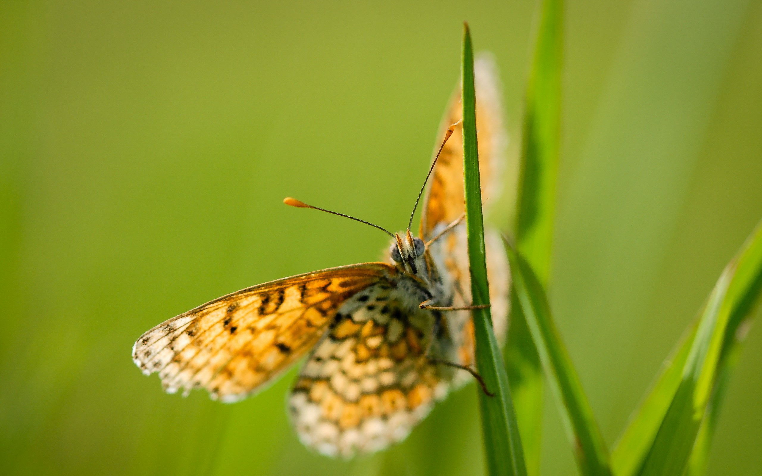 Close-up of a butterfly on a blade of grass HD Wallpaper