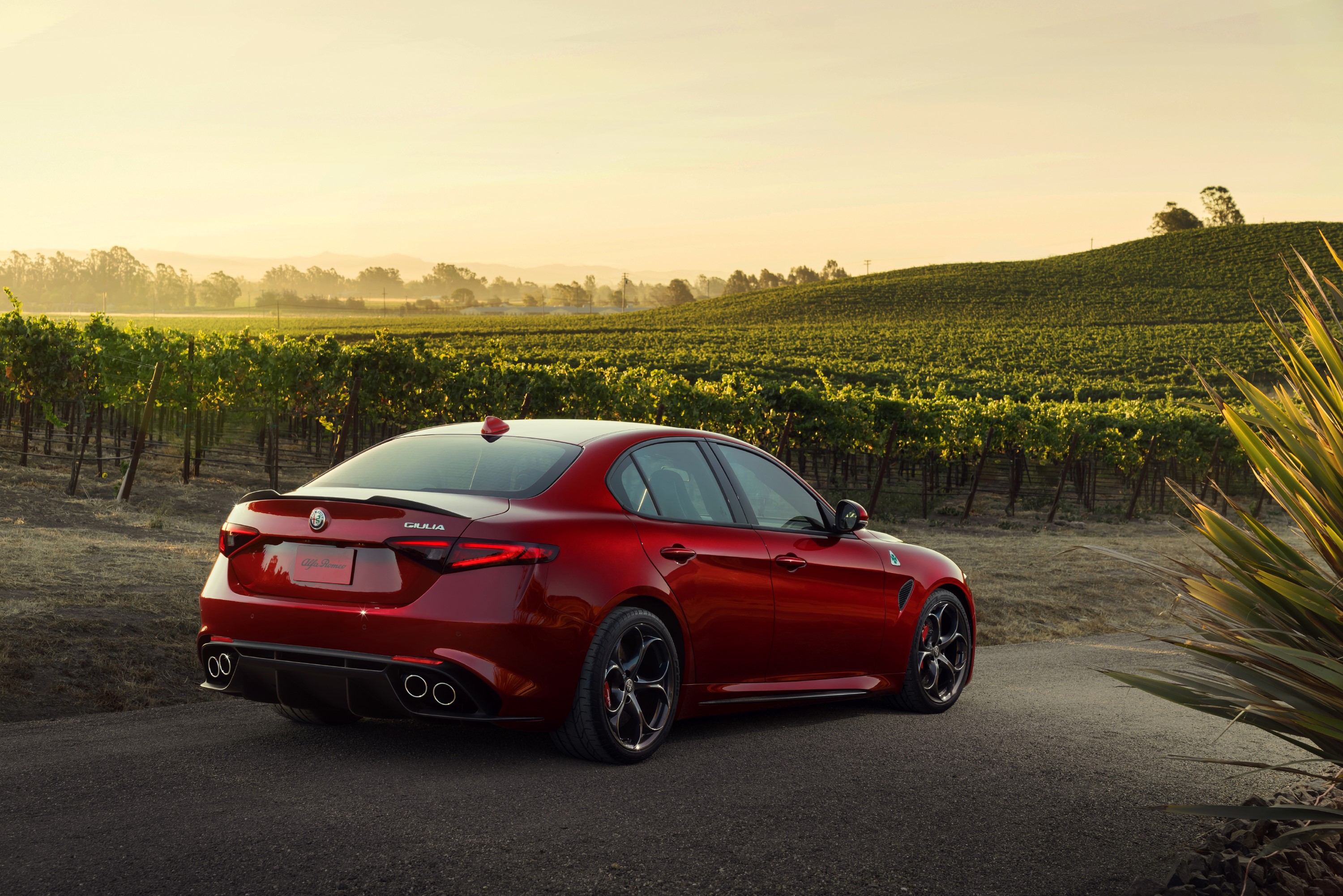 Red Alfa Romeo Giulia Quadrifoglio in vineyard HD Wallpaper