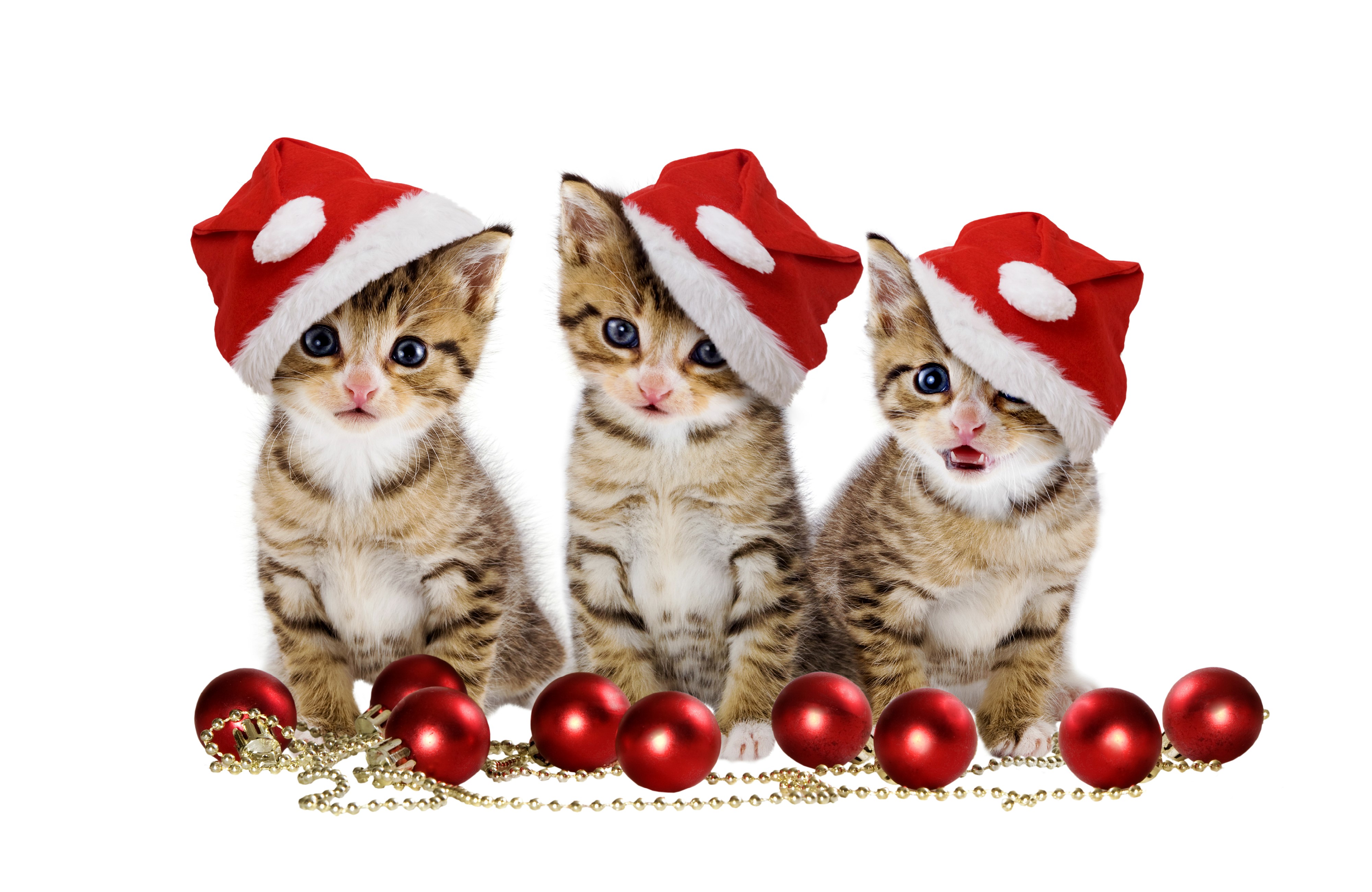 Three Kittens Wearing Santa Hats with Christmas Ornaments HD Wallpaper
