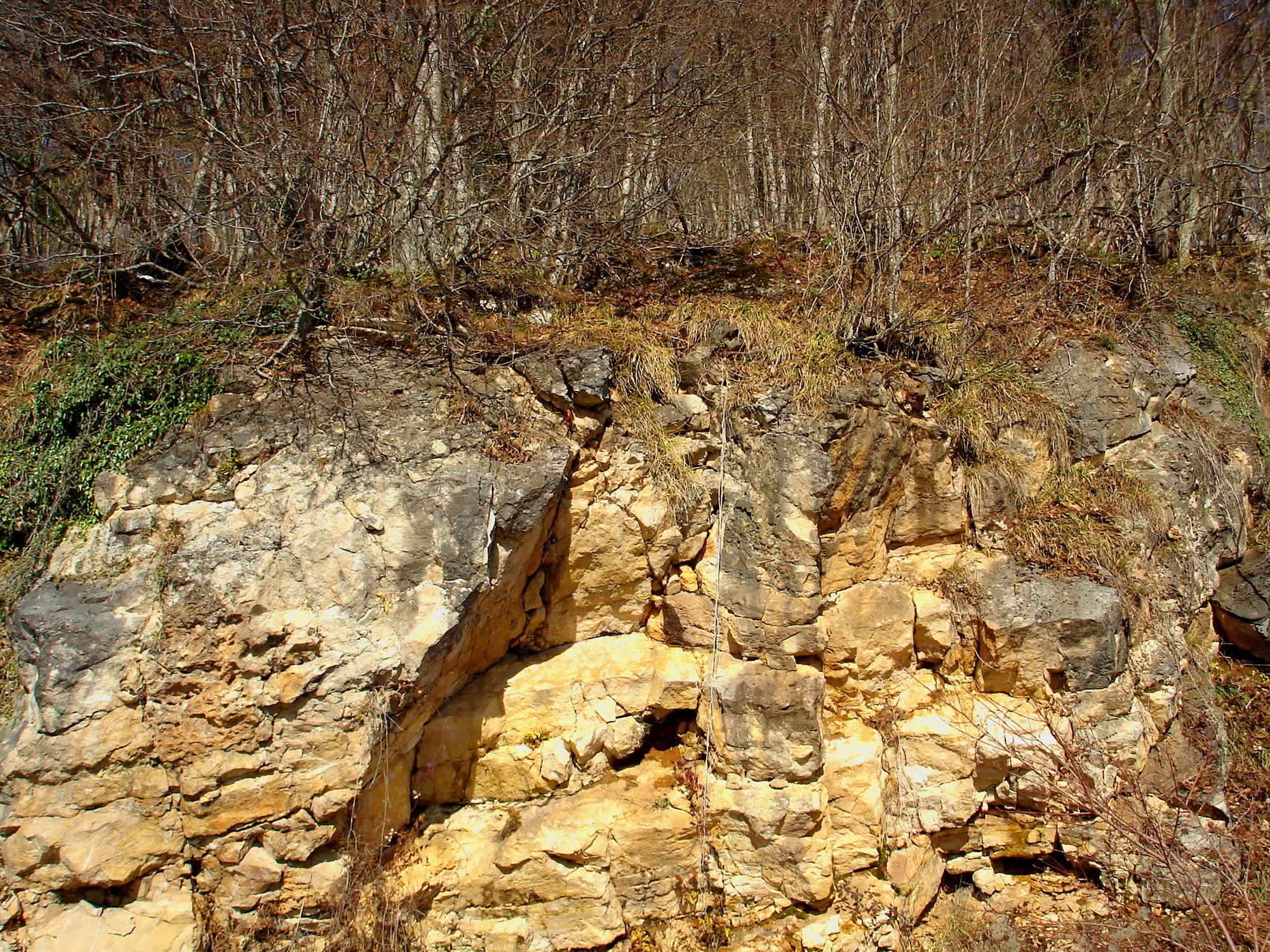 Rocky cliff face with trees and vegetation HD Wallpaper
