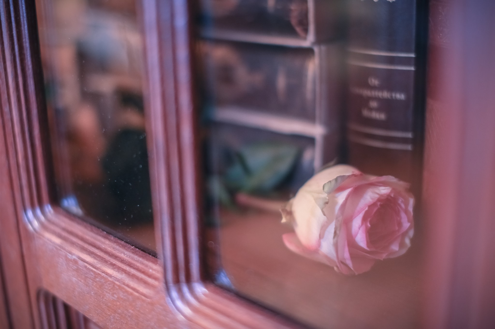 Pink rose in a glass cabinet with books HD Wallpaper