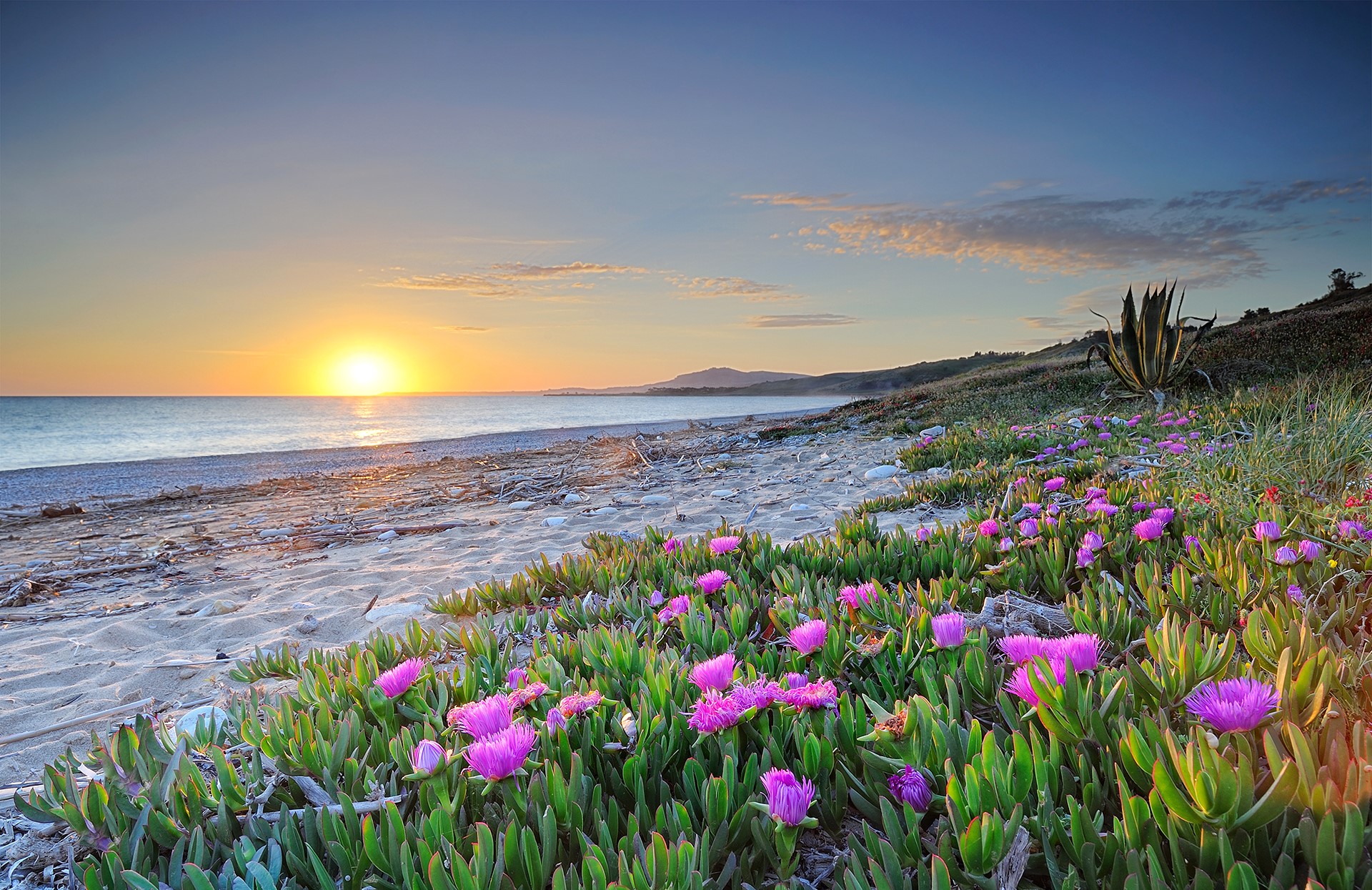 Beach with flowers at sunset HD Wallpaper