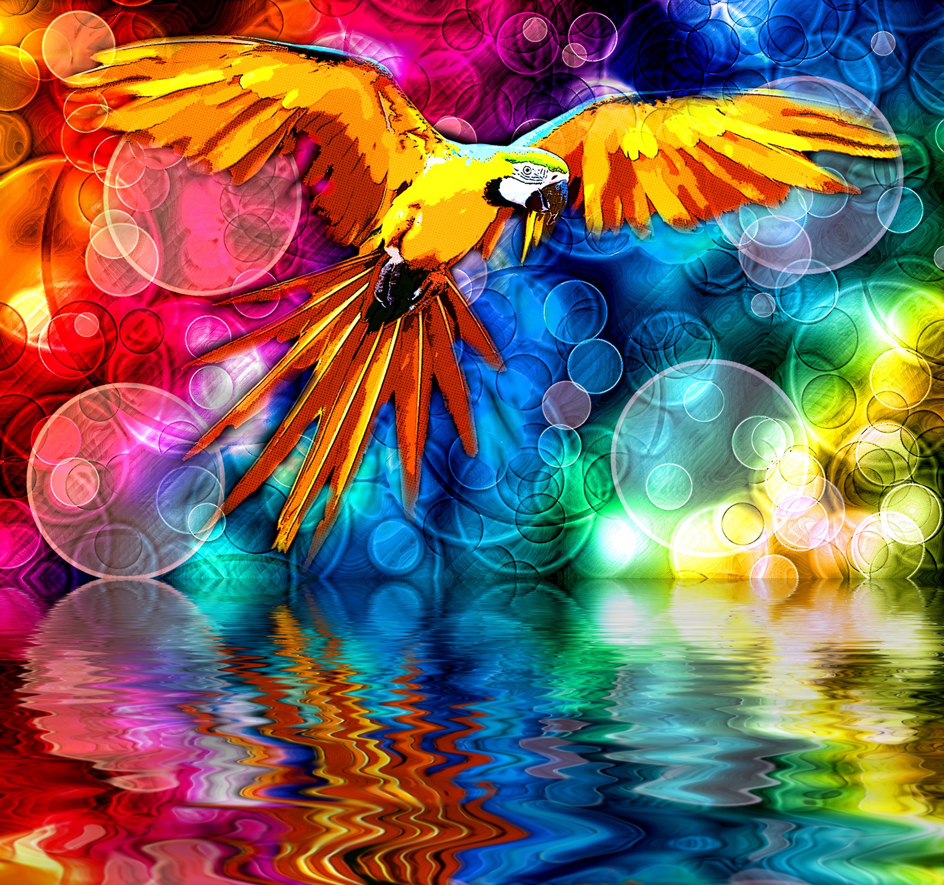 Colorful parrot flying over abstract water reflection HD Wallpaper