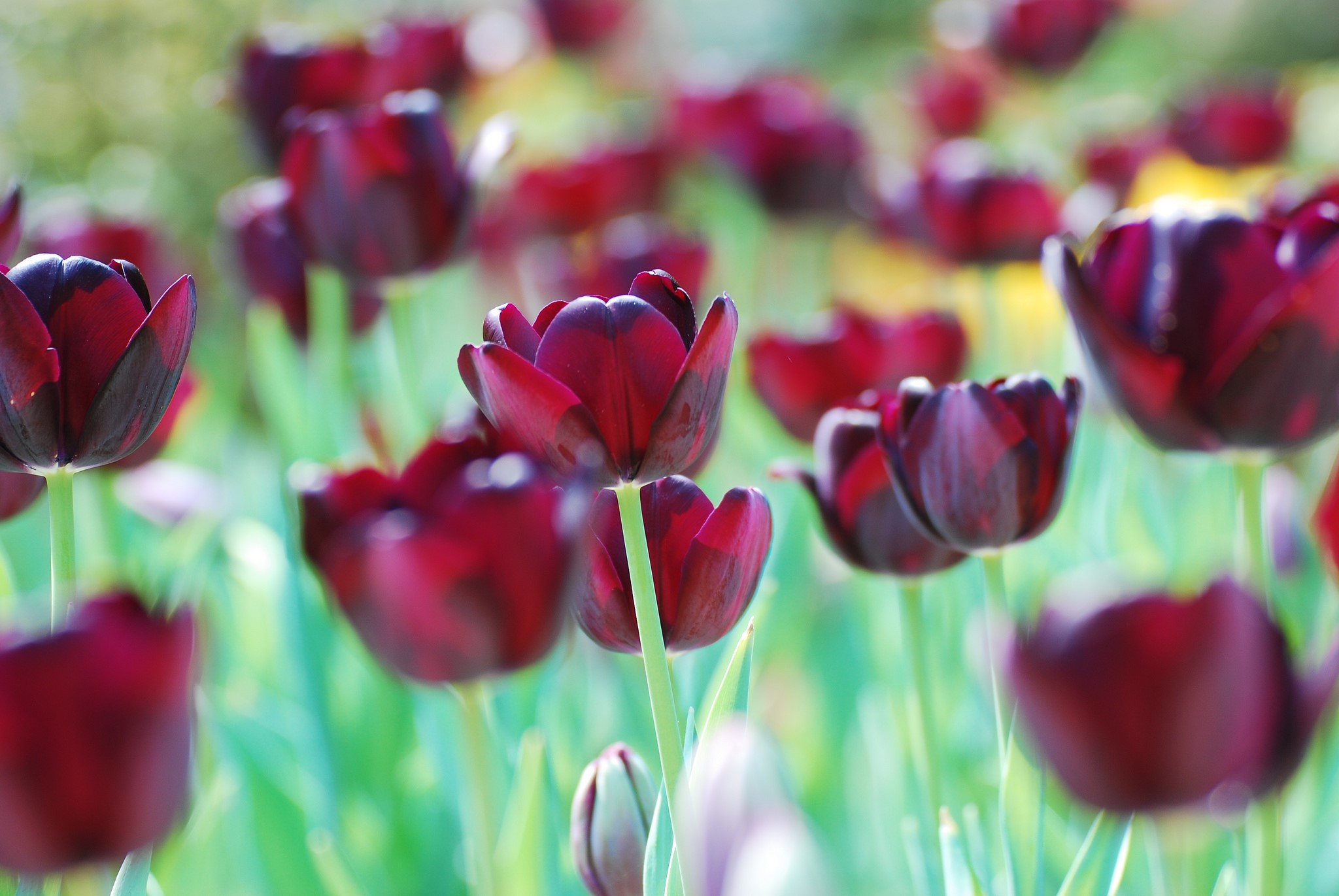 Dark red tulips in a field HD Wallpaper