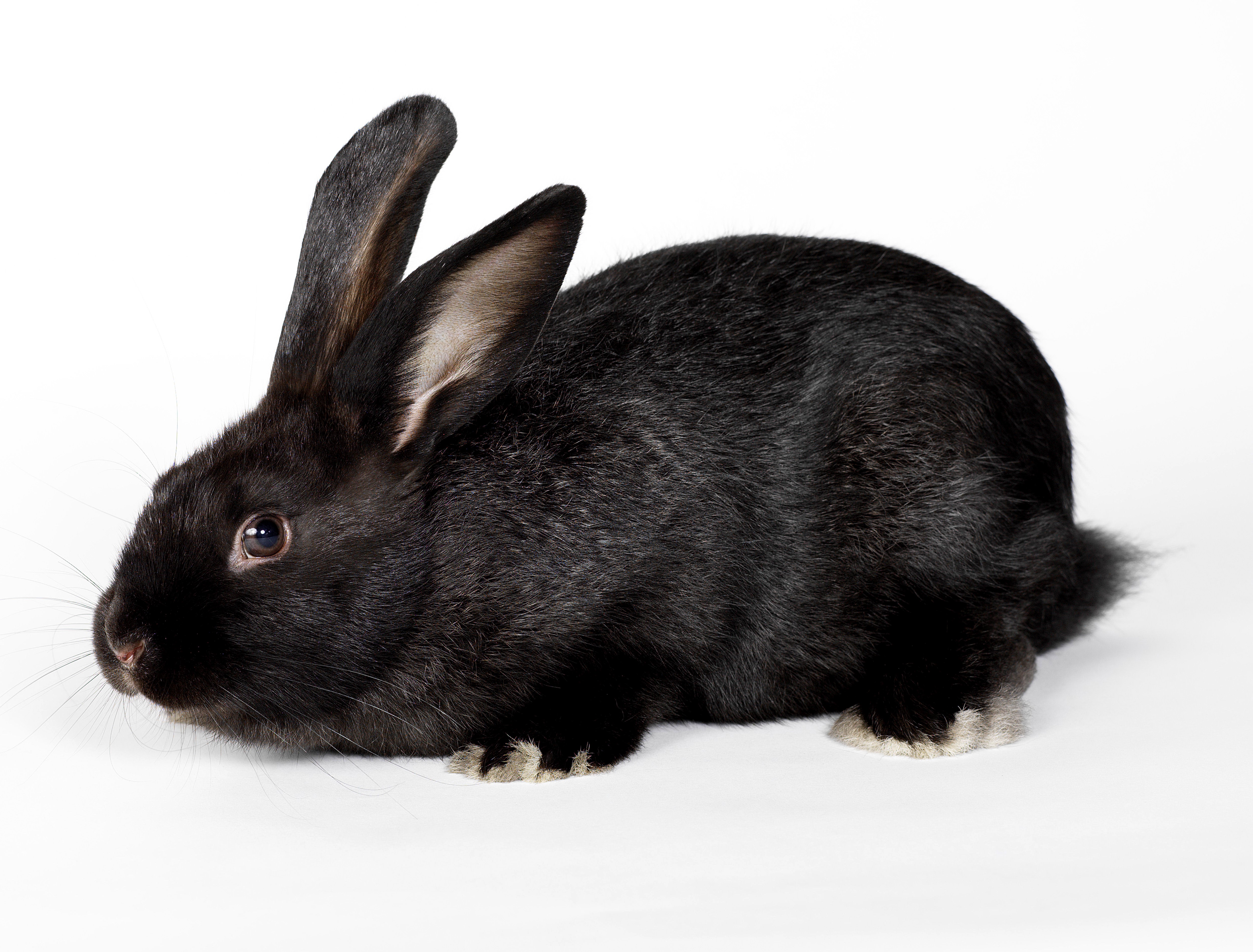 Black rabbit closeup HD Wallpaper