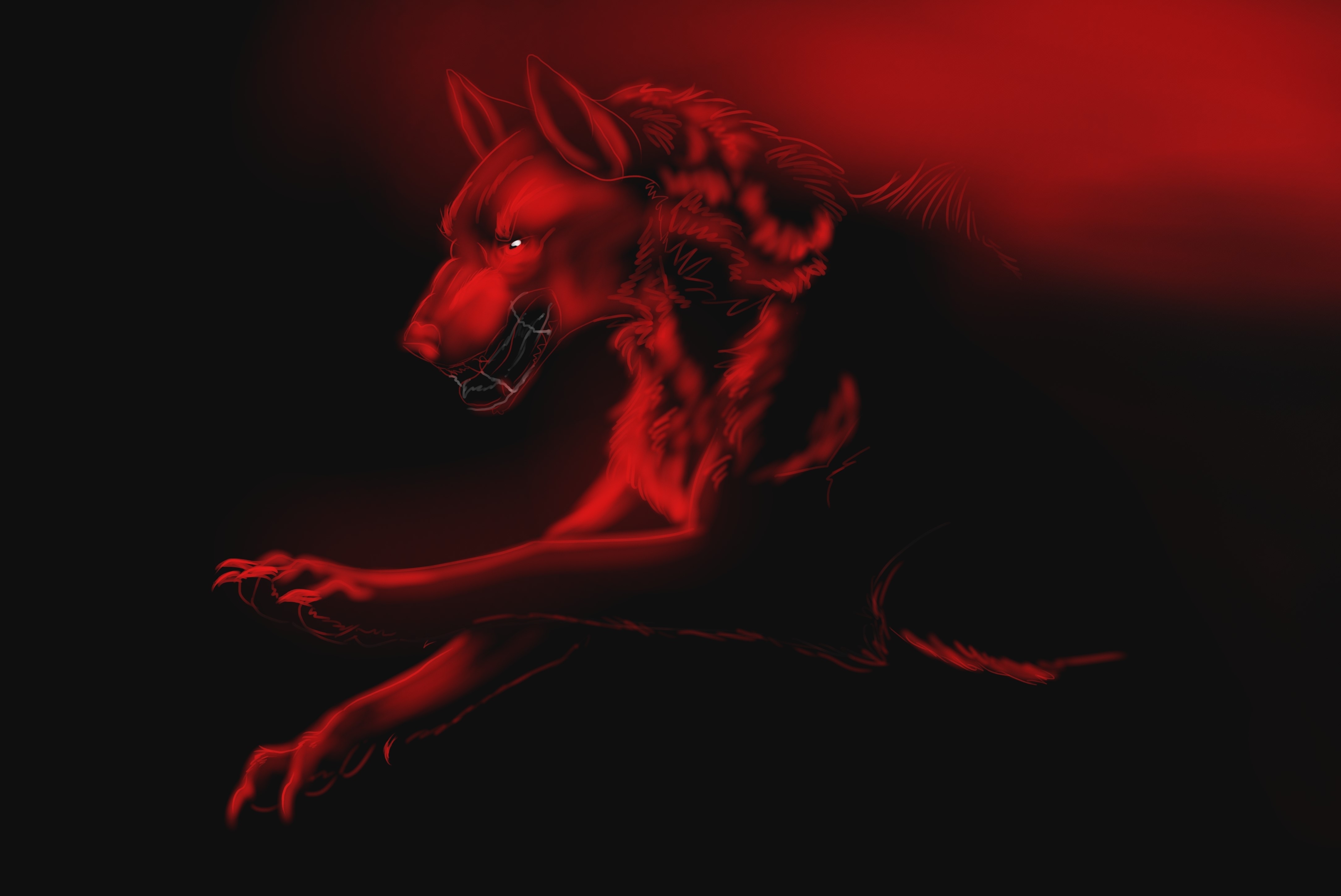Red wolf running HD Wallpaper