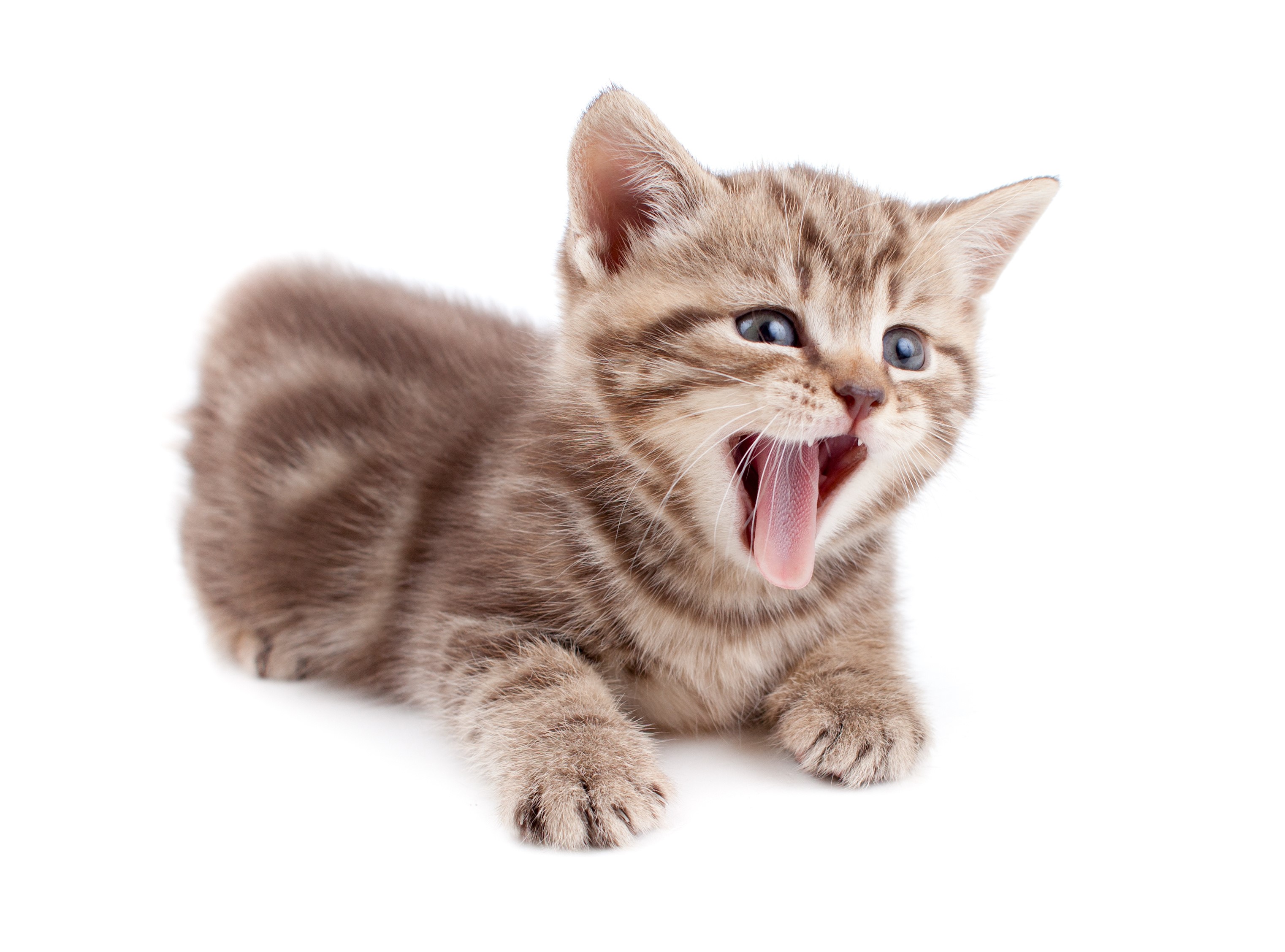 A tabby kitten yawning widely HD Wallpaper