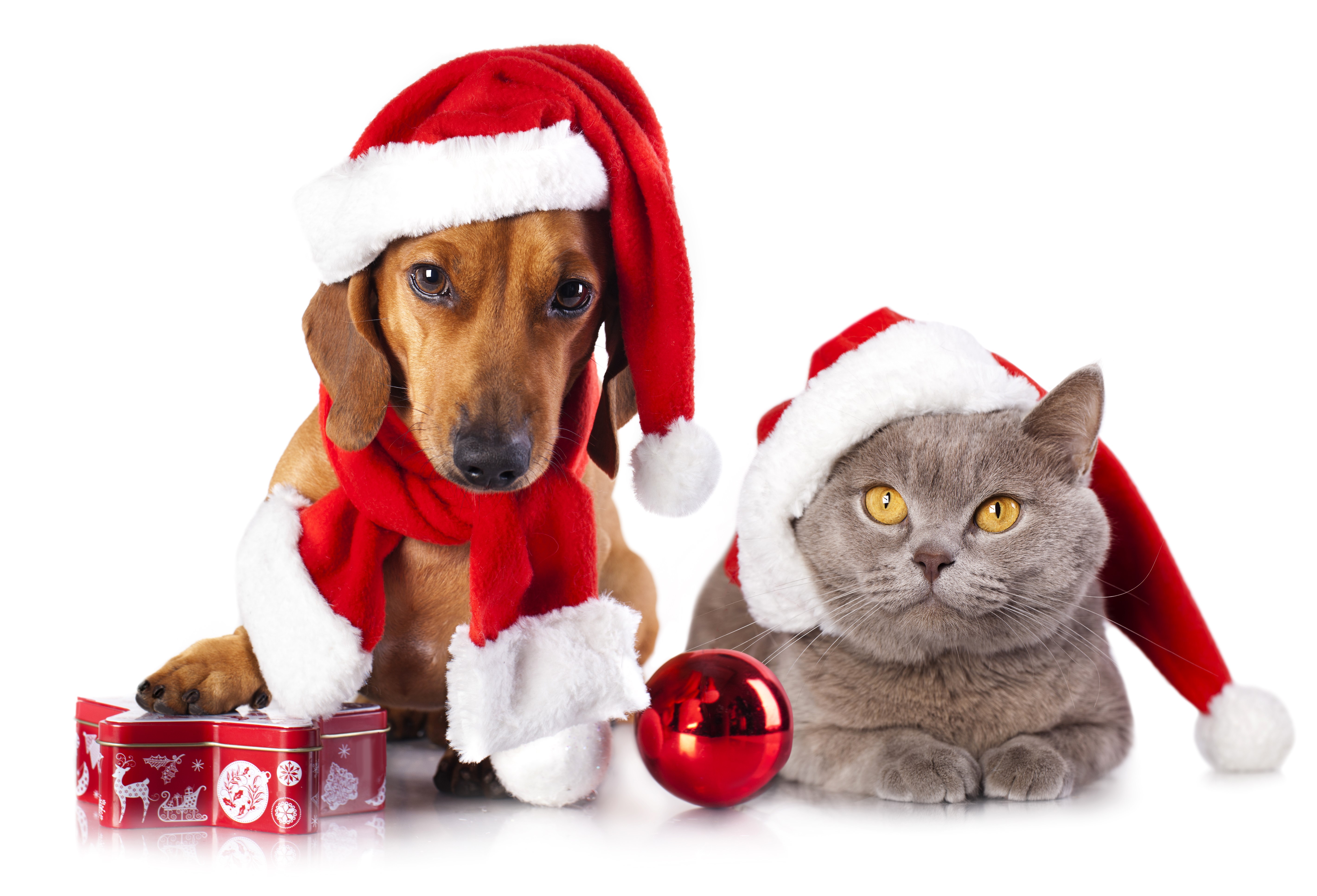 Dachshund and Cat Wearing Santa Hats with Christmas Decorations HD Wallpaper