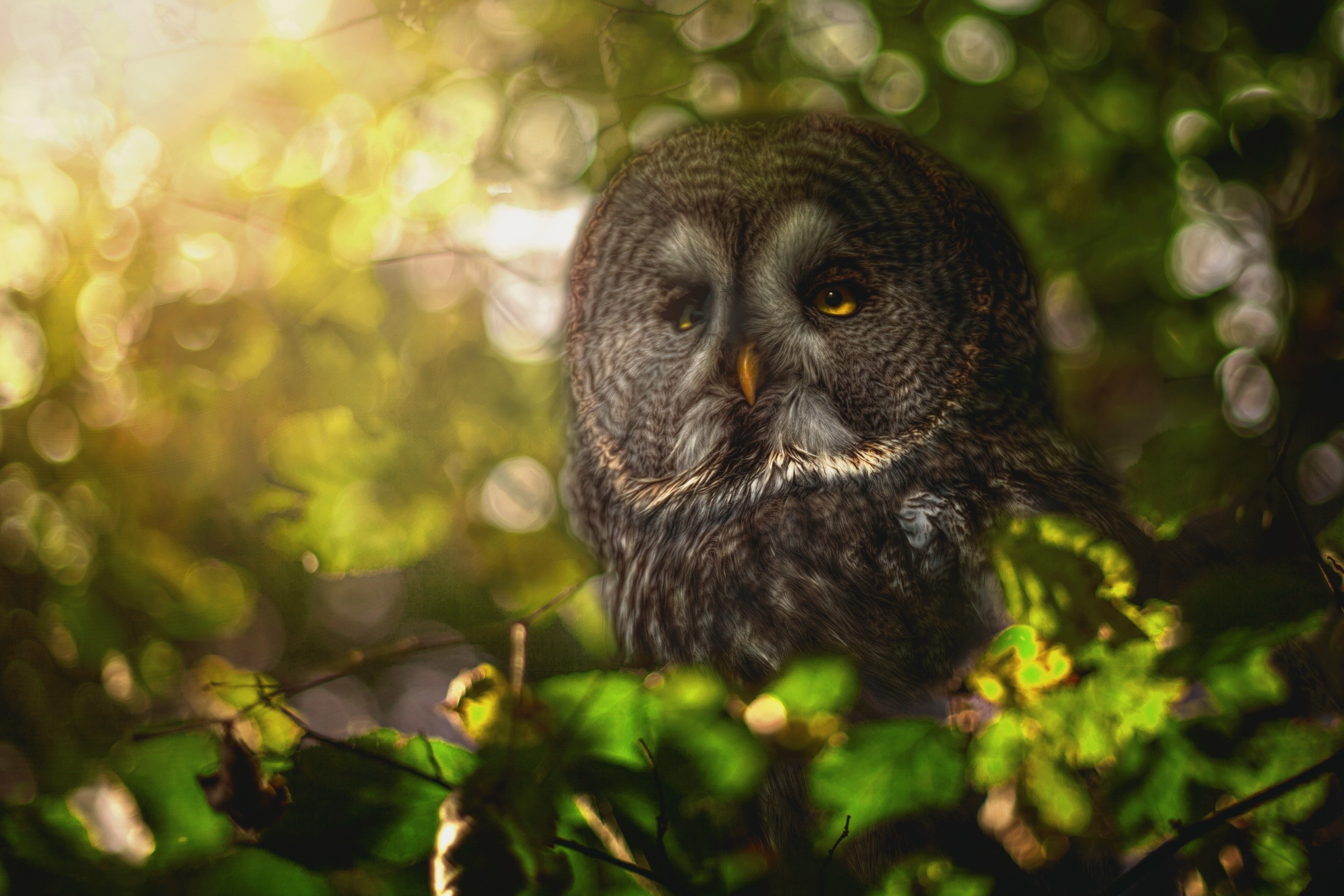 Great Grey Owl perched among green leaves HD Wallpaper