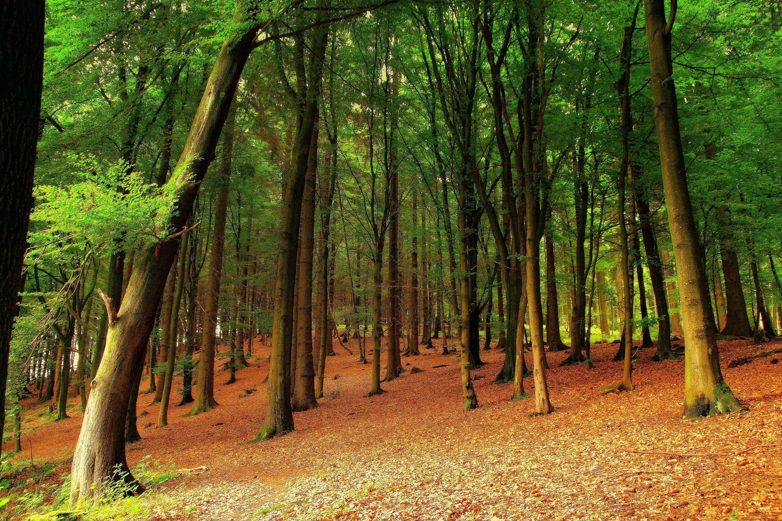 Forest floor covered in autumn leaves with tall trees HD Wallpaper