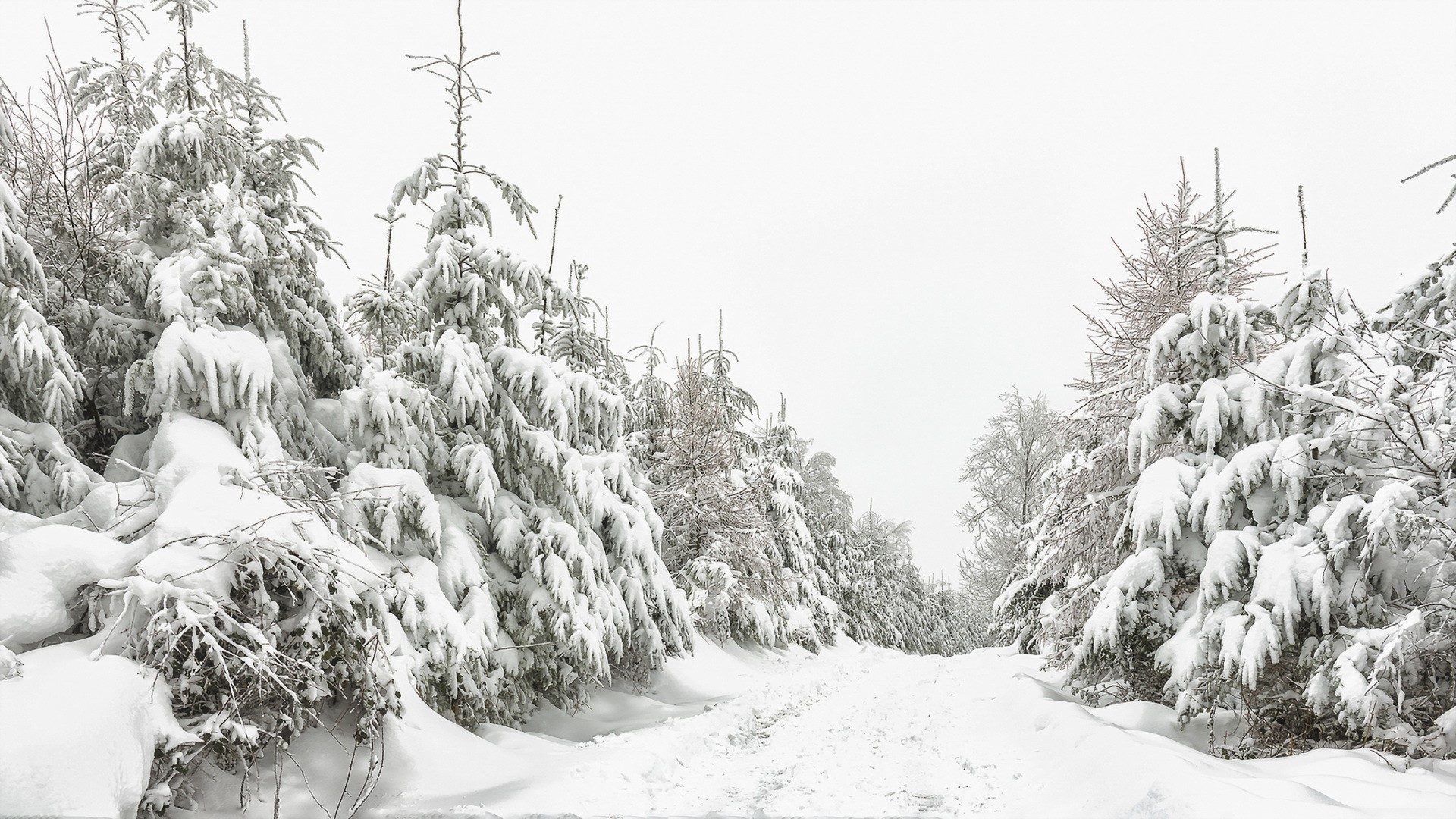 Snow-covered spruce trees line a winter path HD Wallpaper