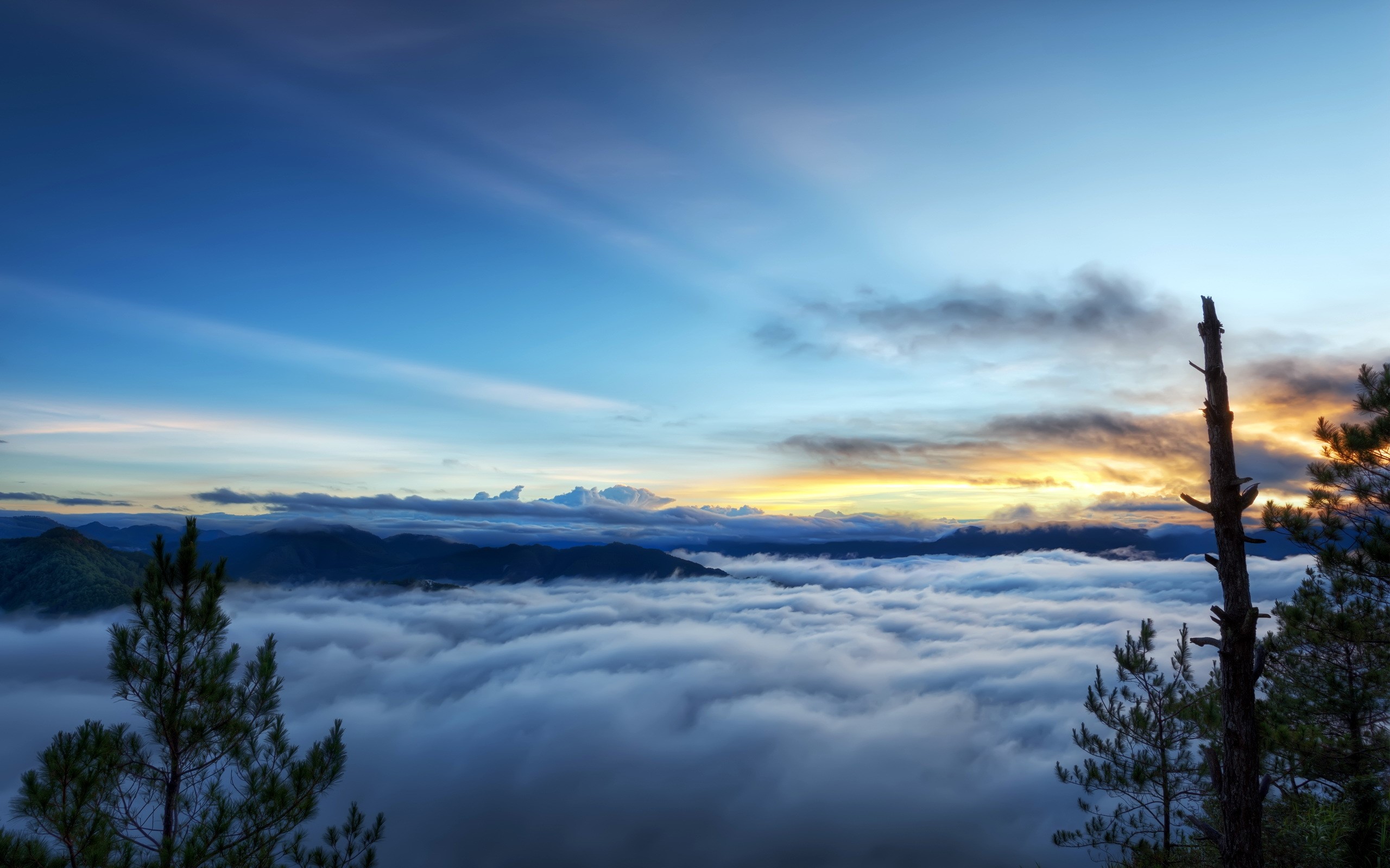 Sea of Clouds at Sunrise with Pine Trees HD Wallpaper