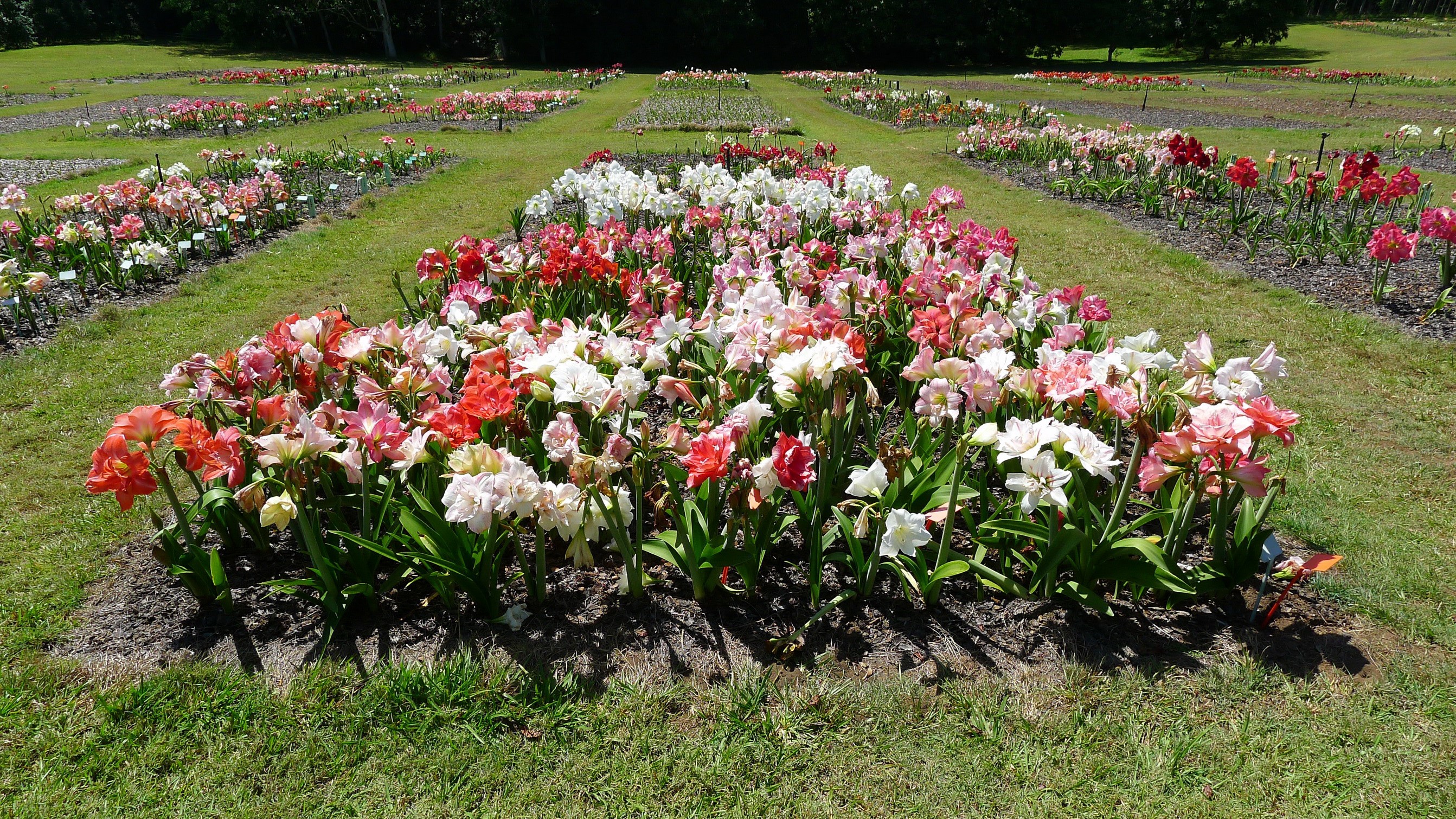 A field of blooming Amaryllis flowers in a garden HD Wallpaper
