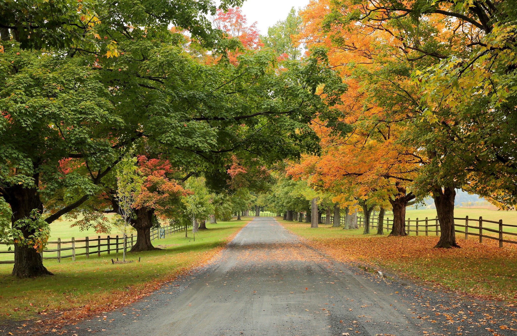 Autumn road lined with colorful trees and a wooden fence HD Wallpaper