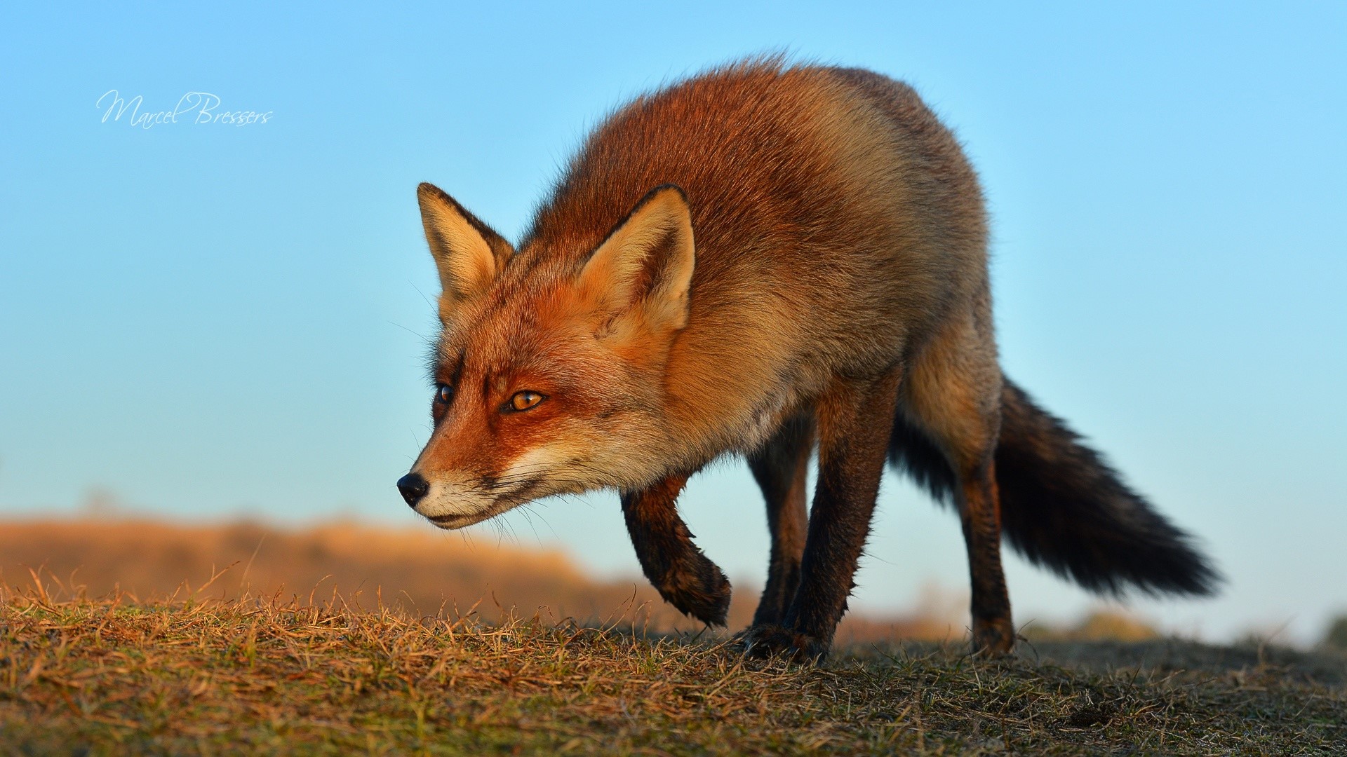 Red fox walking on grassy hill HD Wallpaper
