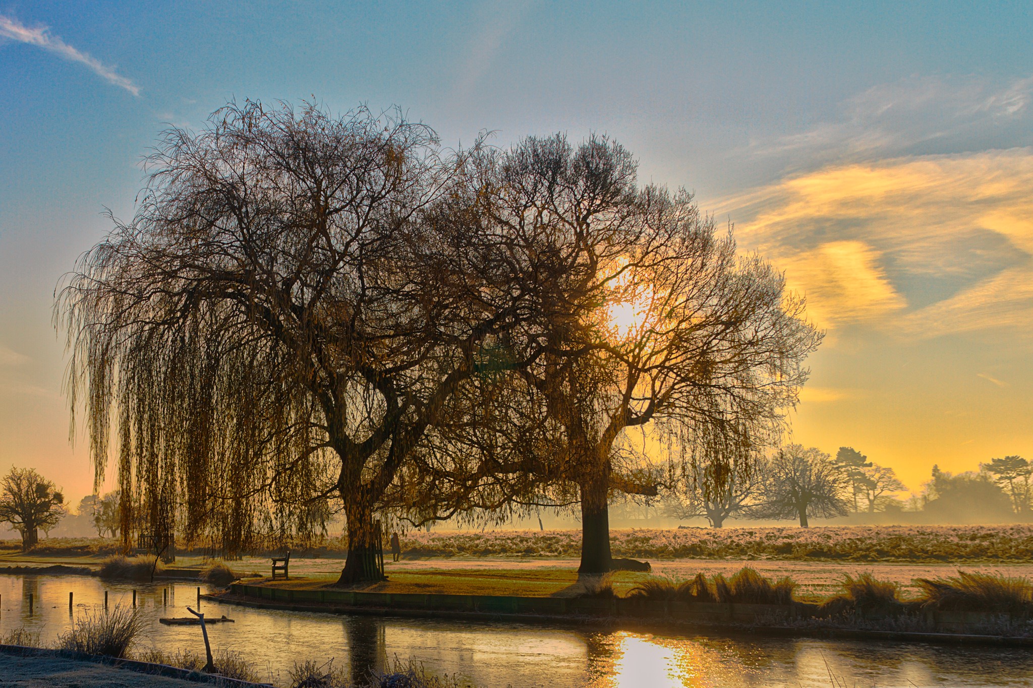 Willow trees by a pond at sunrise HD Wallpaper