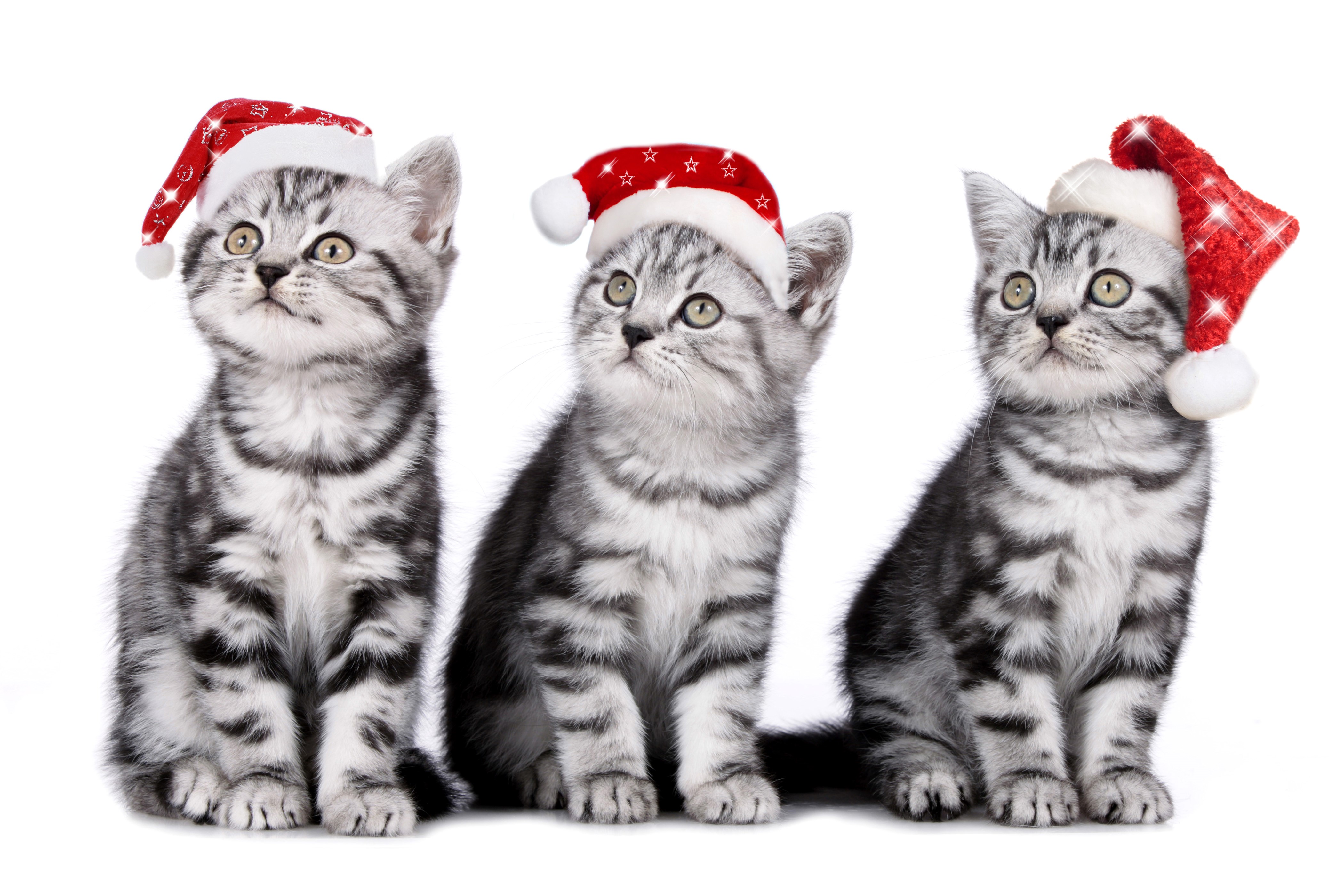Three Kittens Wearing Christmas Hats HD Wallpaper
