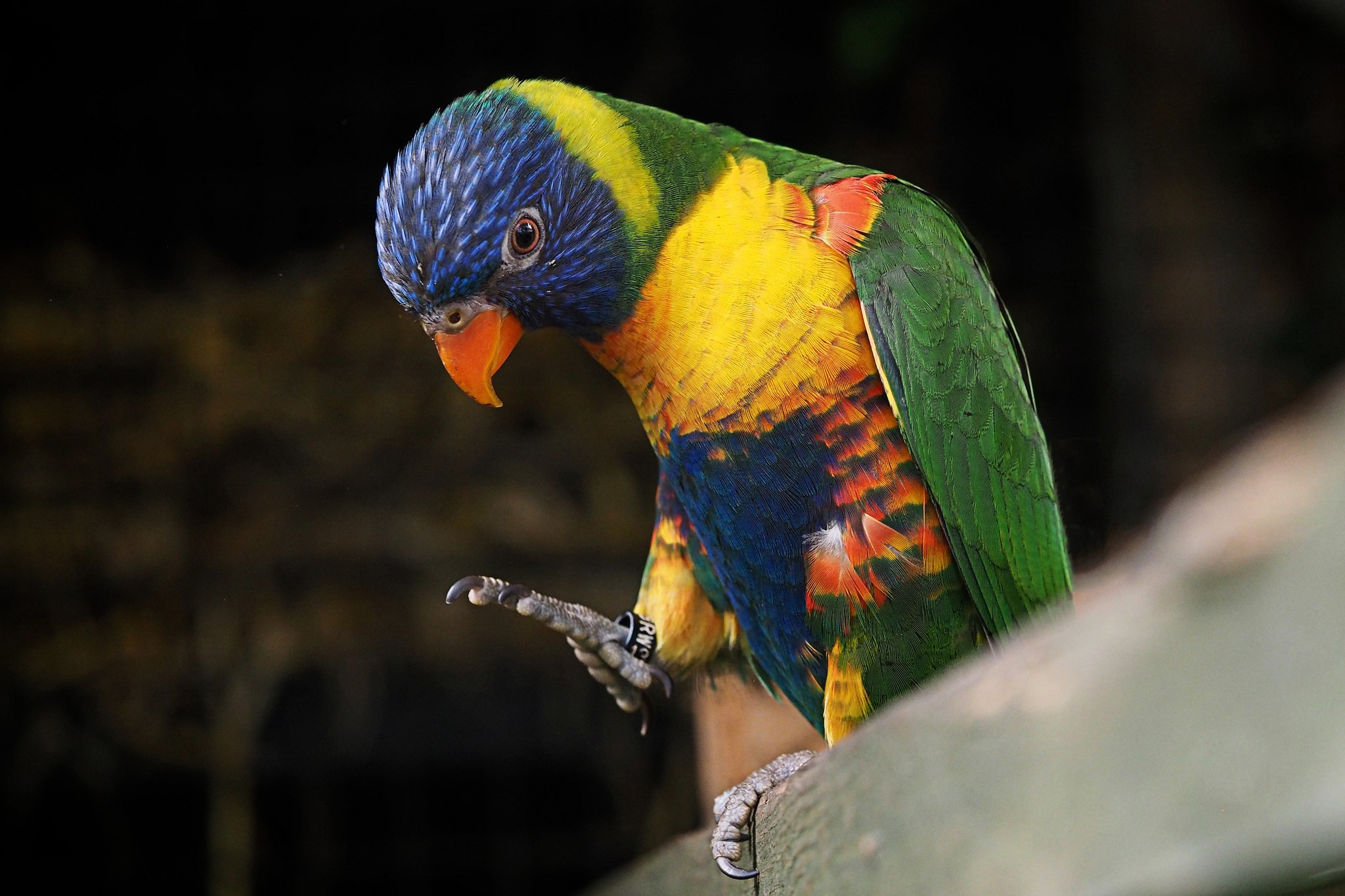 Rainbow lorikeet parrot perched on a wooden railing HD Wallpaper