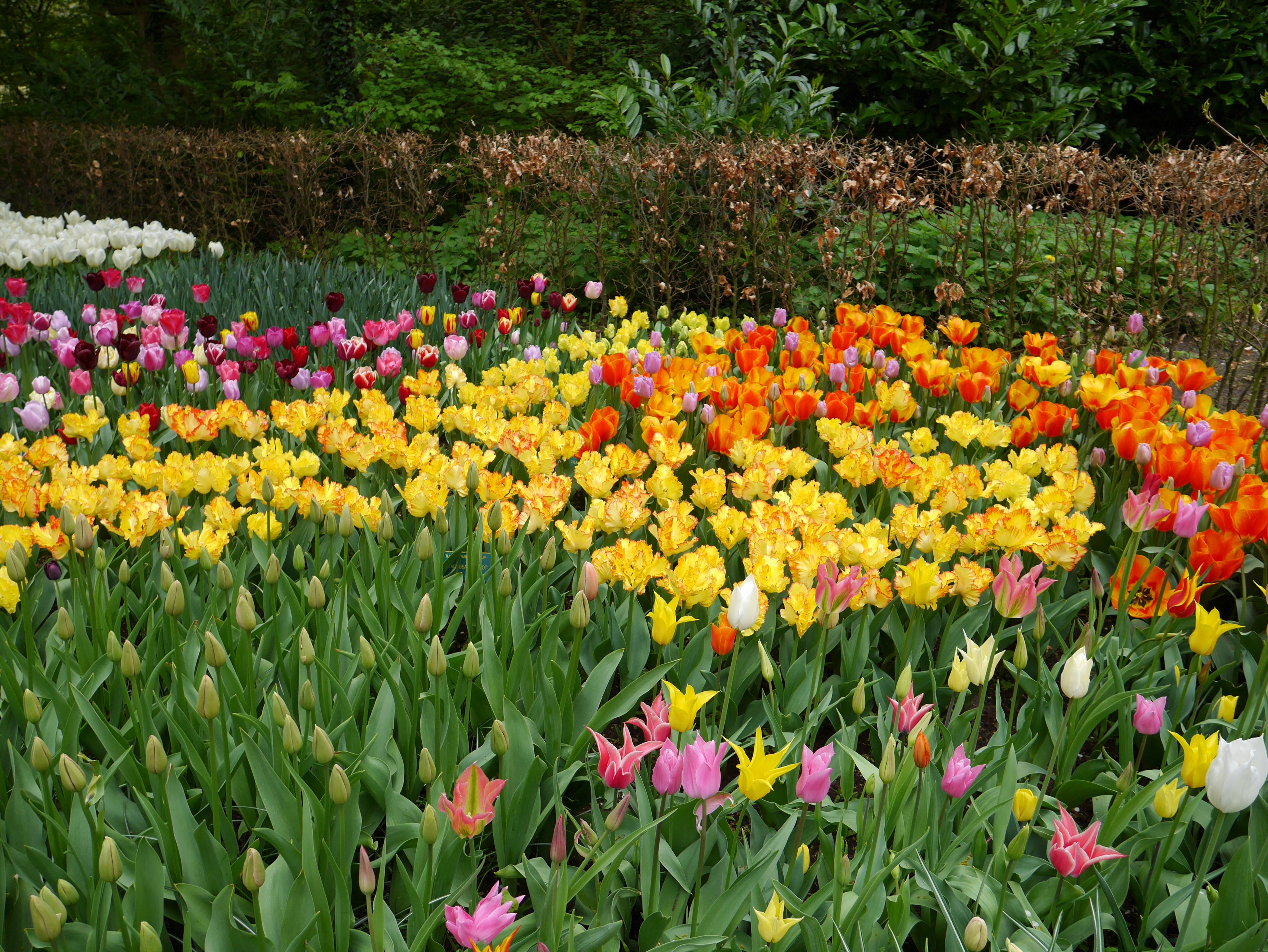 4K Keukenhof Lisse Netherlands Tulips HD Wallpaper
