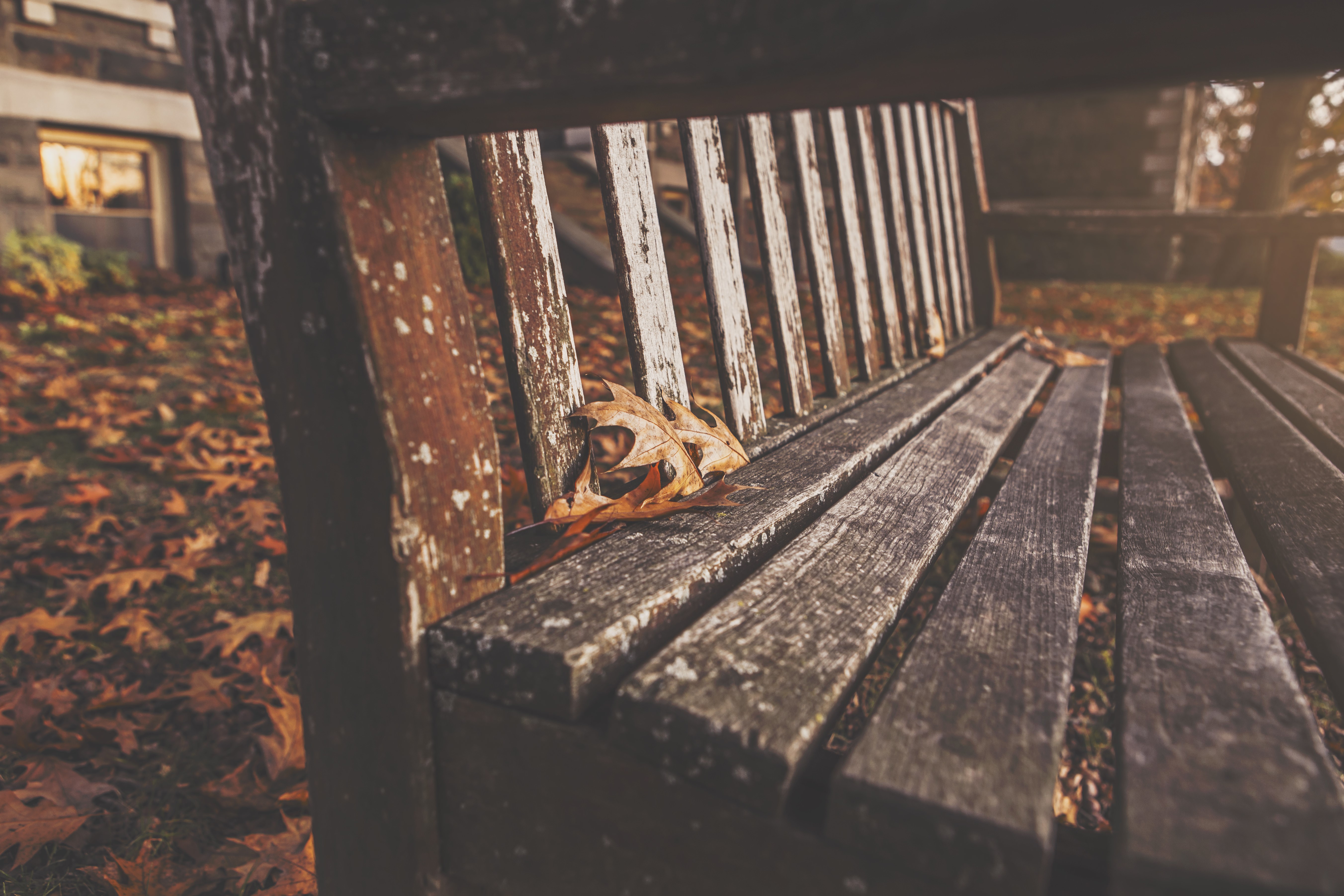 Bench with fallen leaves in a park HD Wallpaper