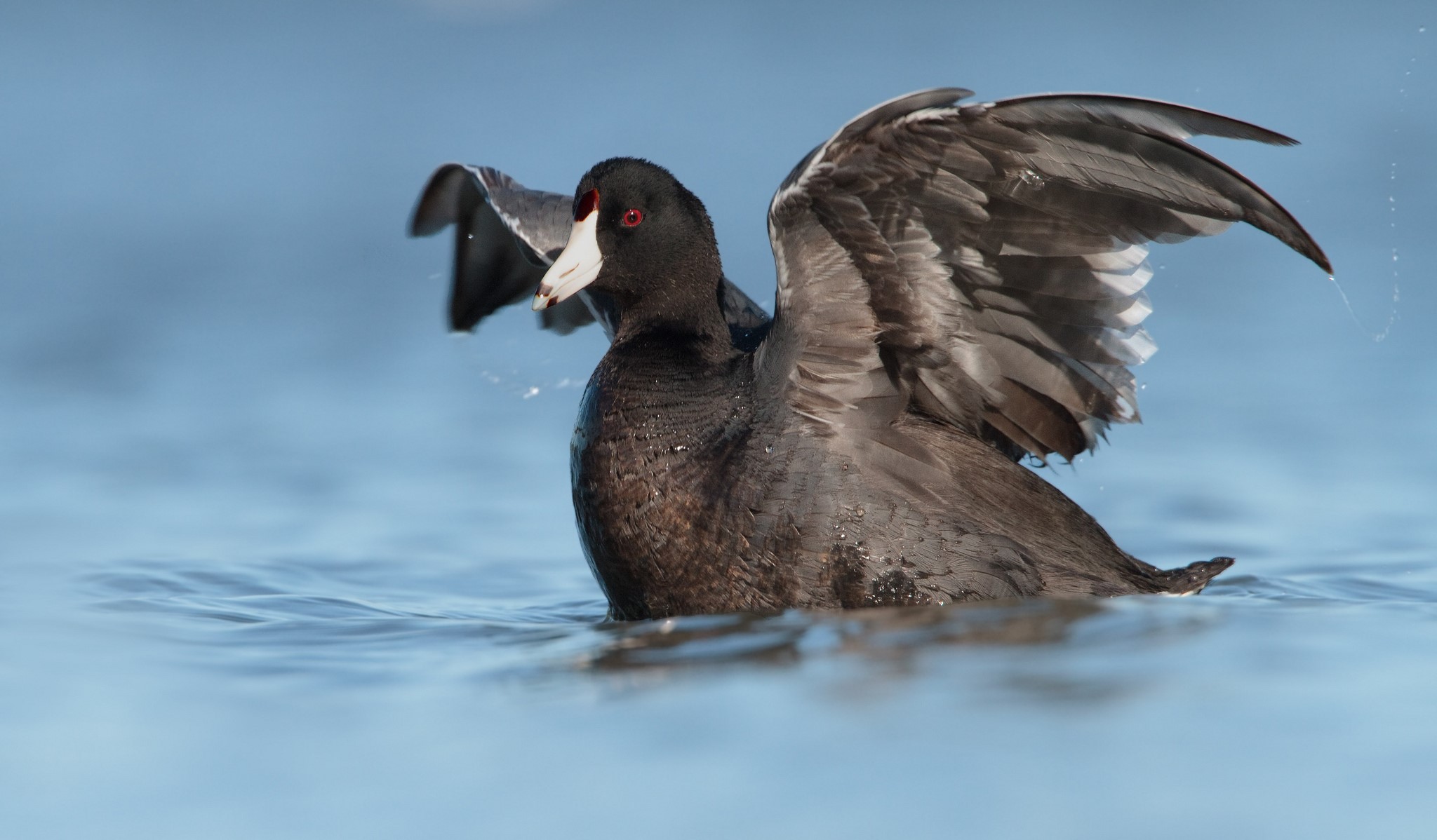 American Coot with wings spread on water HD Wallpaper