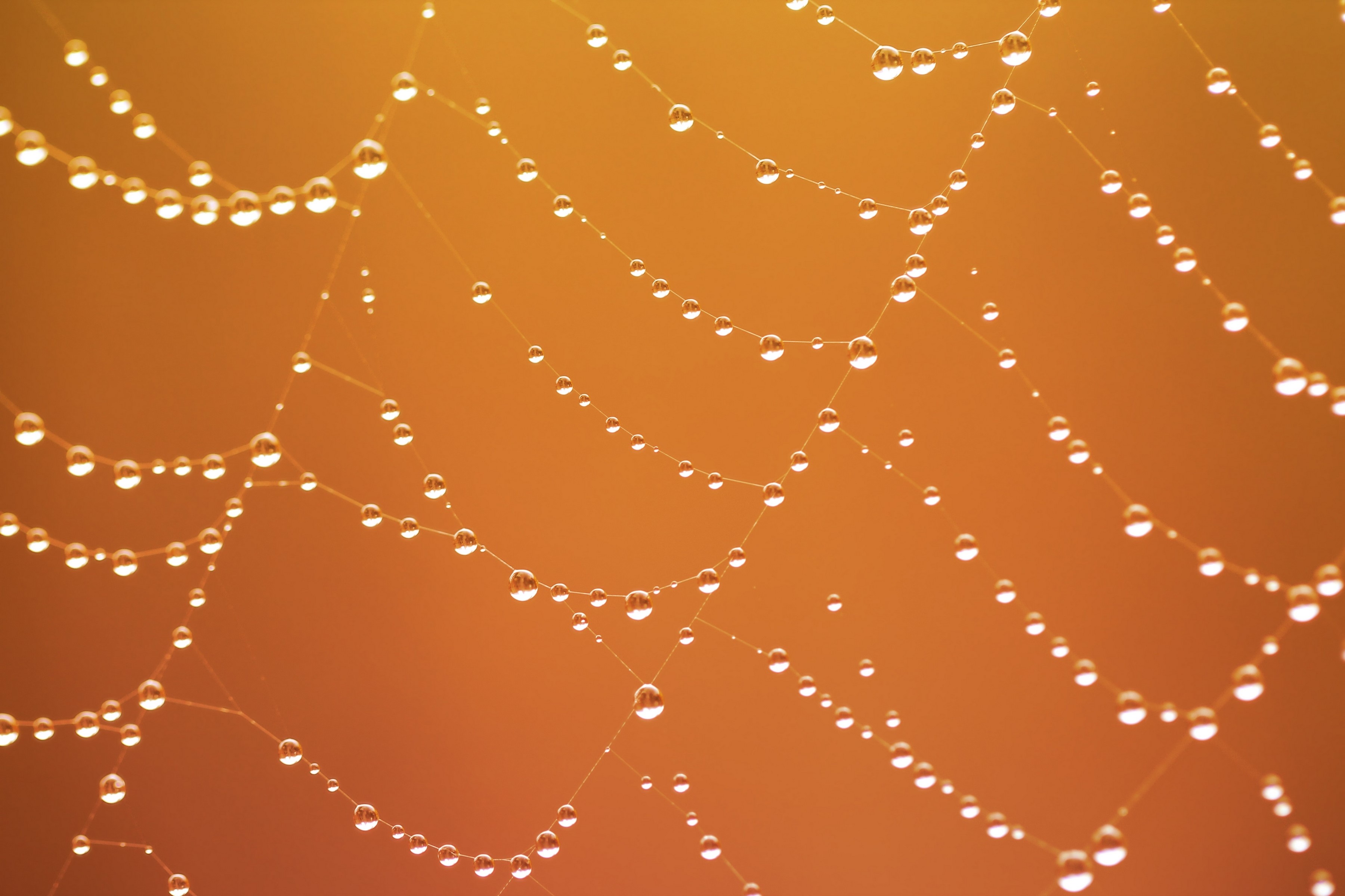 Spider web with water drops HD Wallpaper