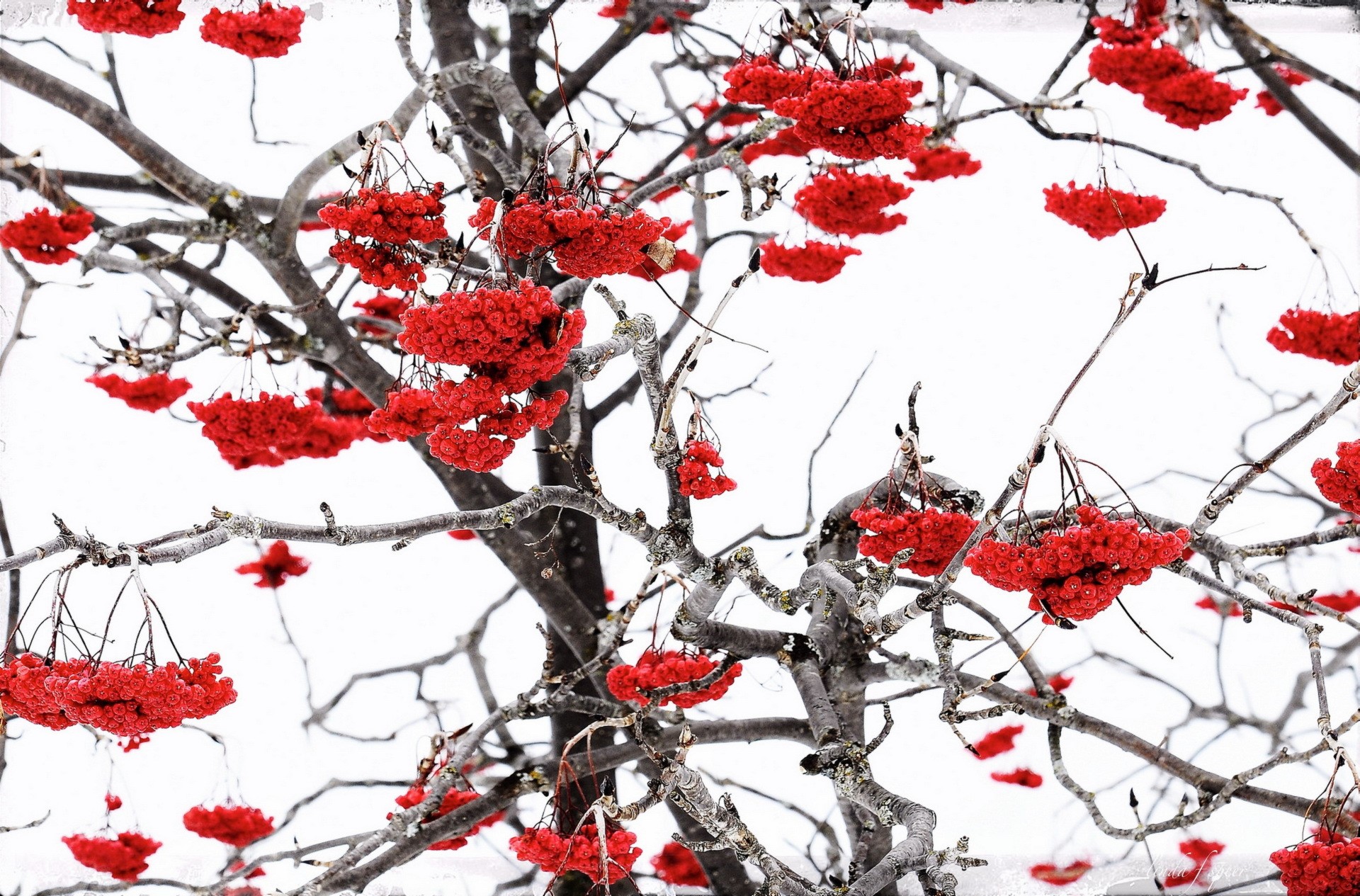 Red berries on branches in winter HD Wallpaper