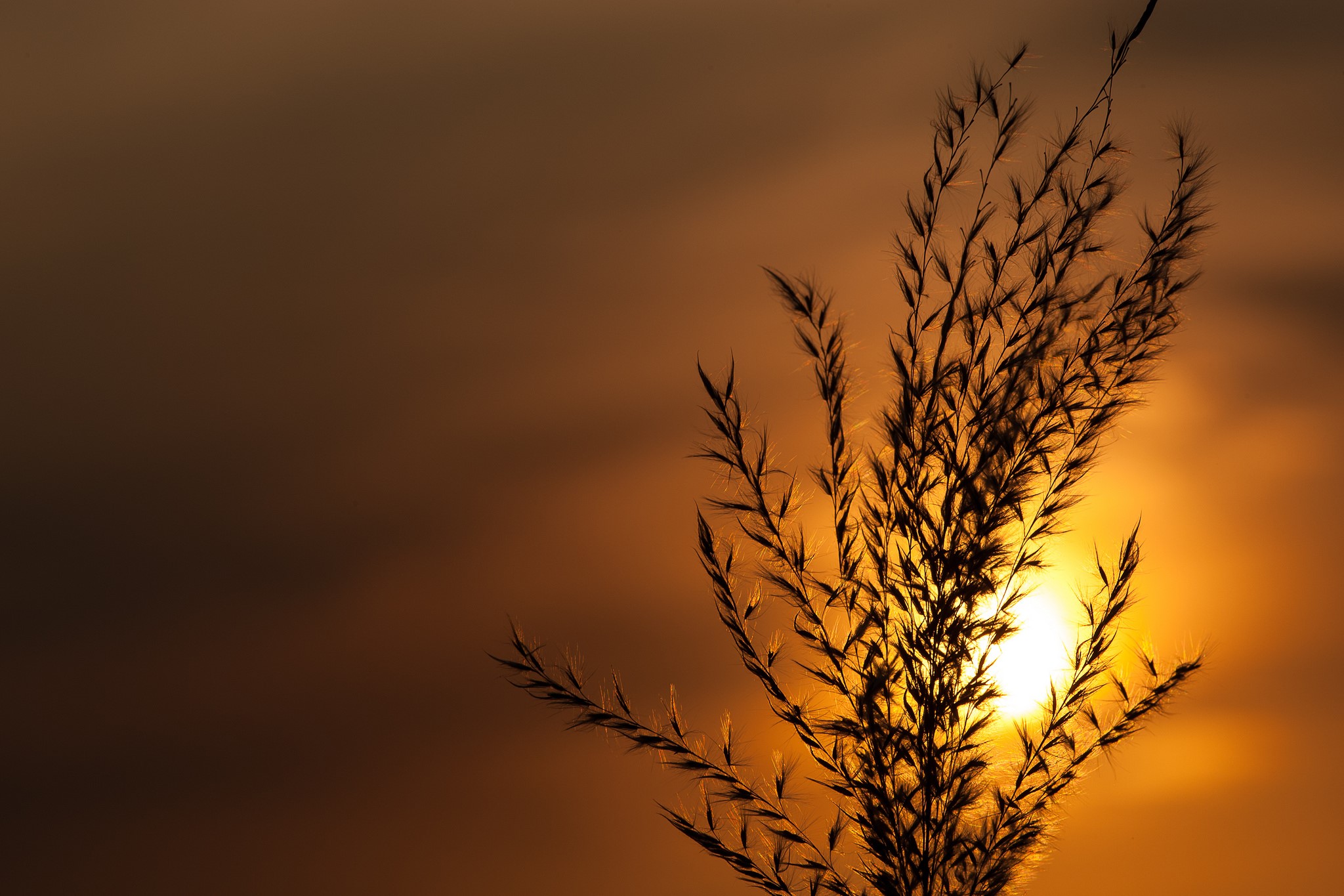 Silhouette of grass against sunset HD Wallpaper