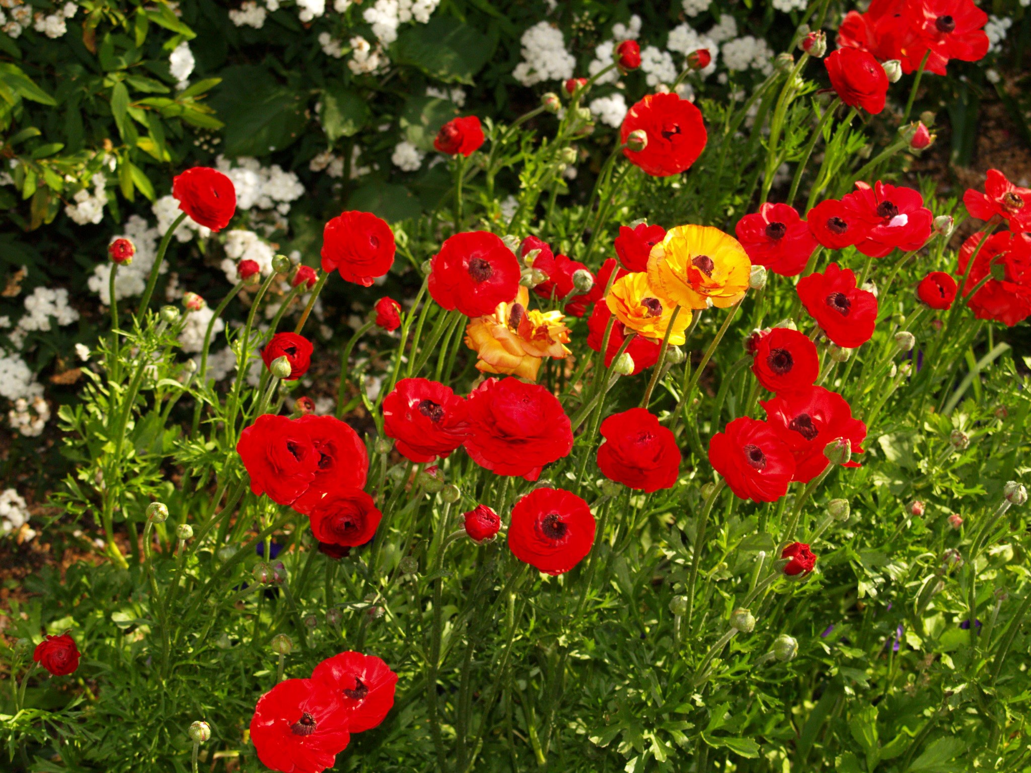 Red and yellow ranunculus flowers in a garden HD Wallpaper