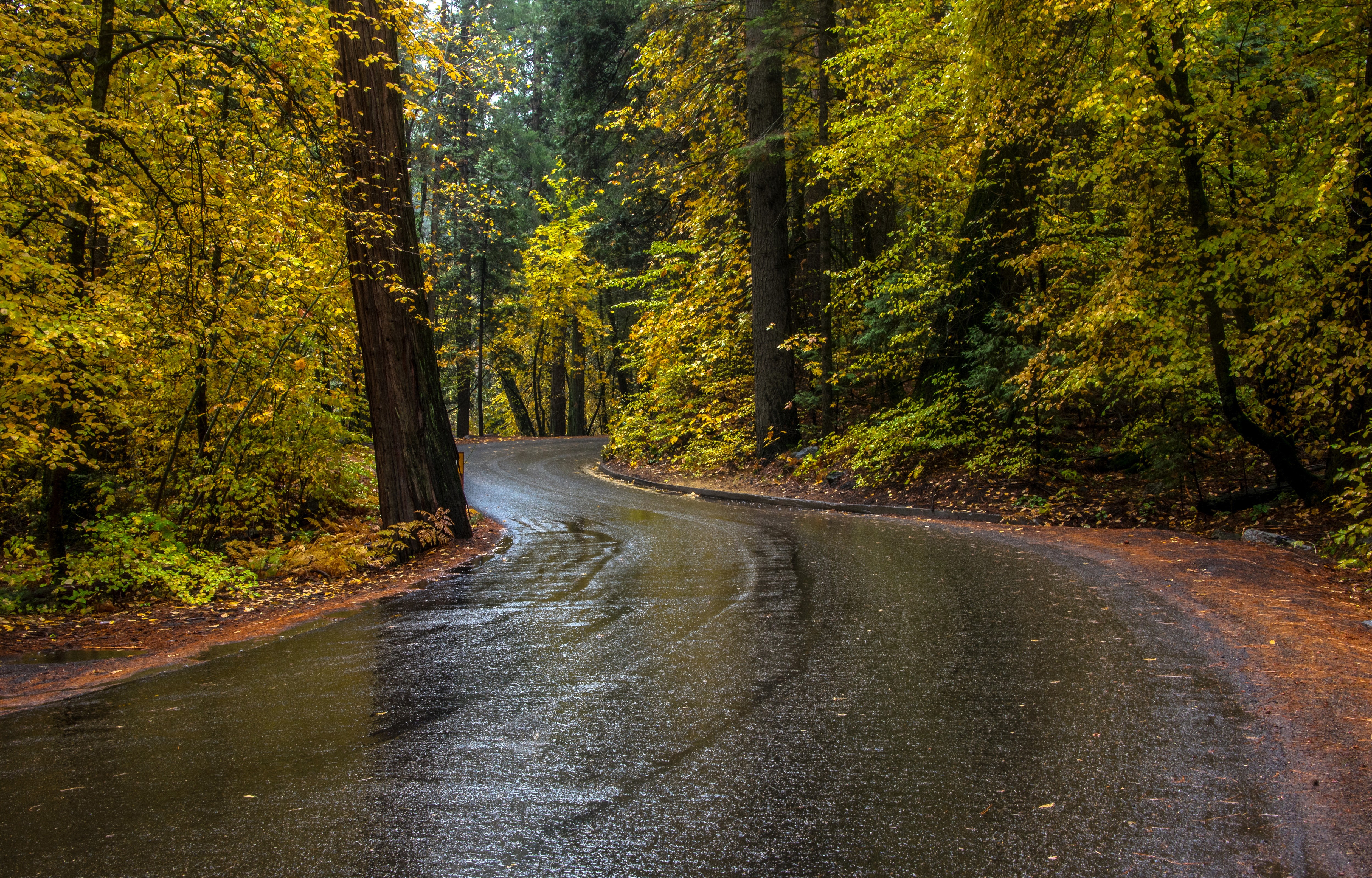 Winding Road Through Autumn Forest in Yosemite HD Wallpaper