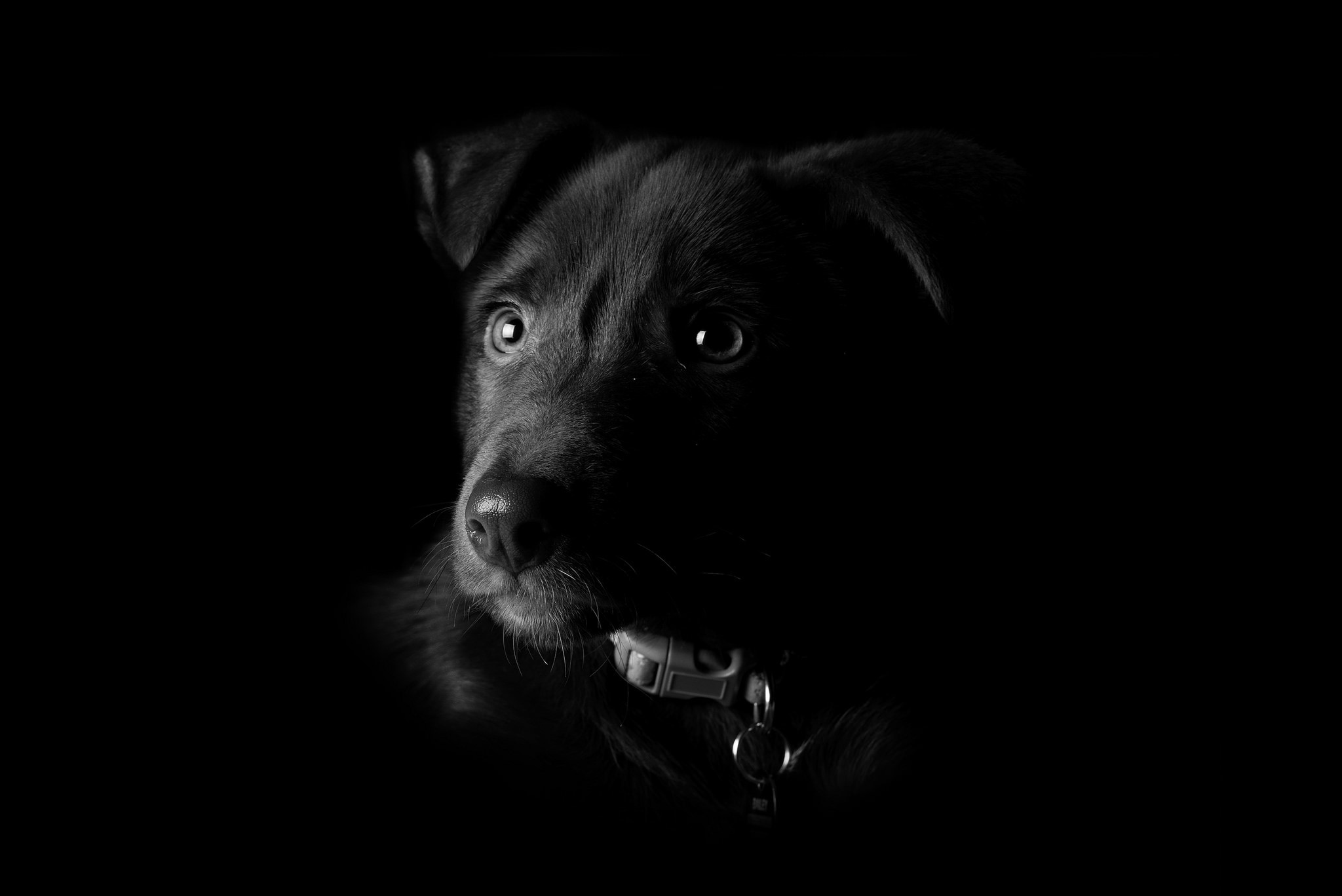 Black dog with collar on black background HD Wallpaper