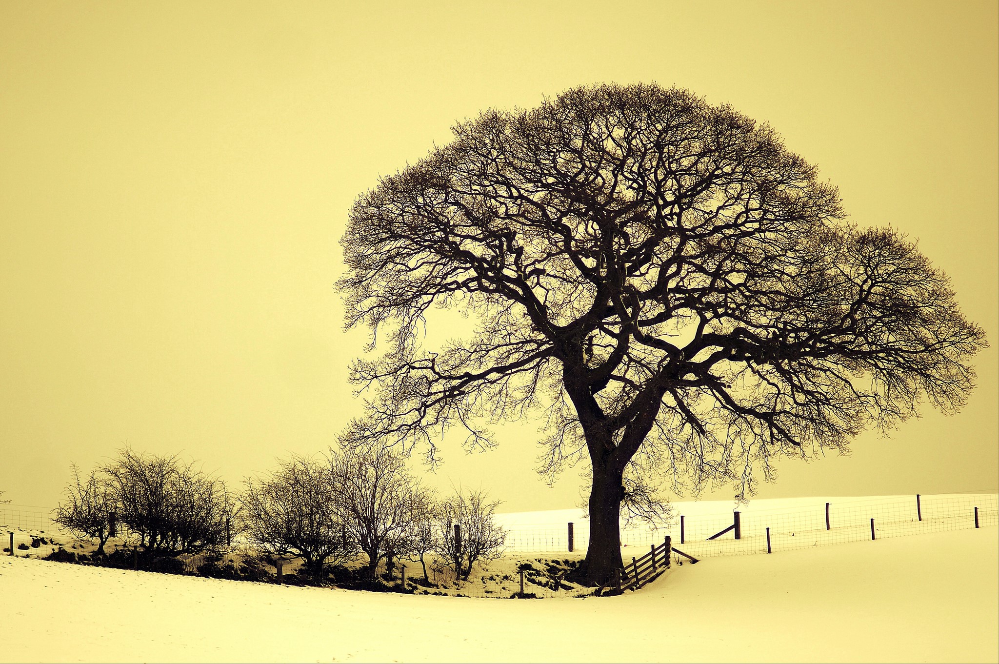 Winter landscape with bare trees in snow HD Wallpaper