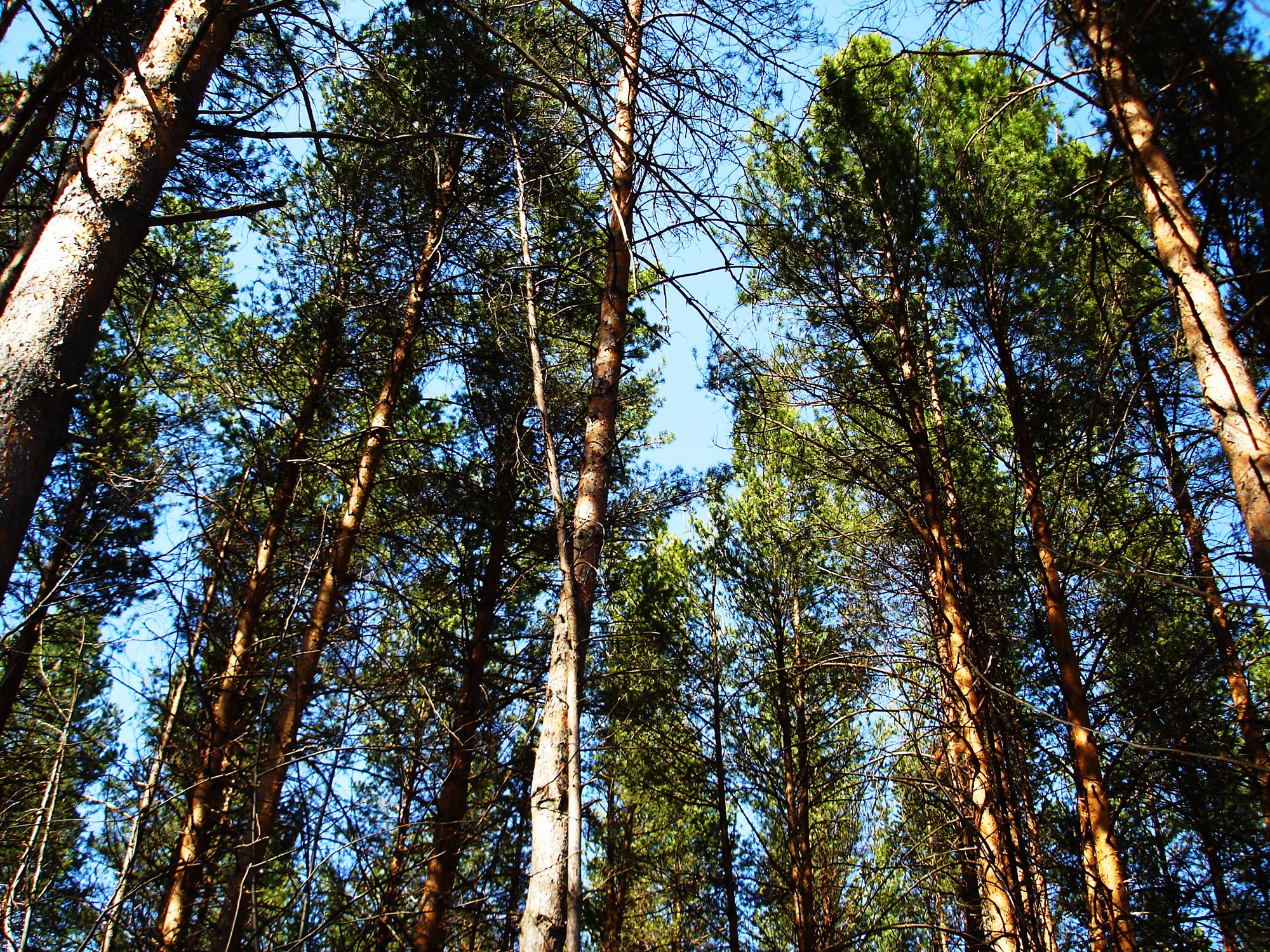 Tall pine trees reaching towards the sky HD Wallpaper