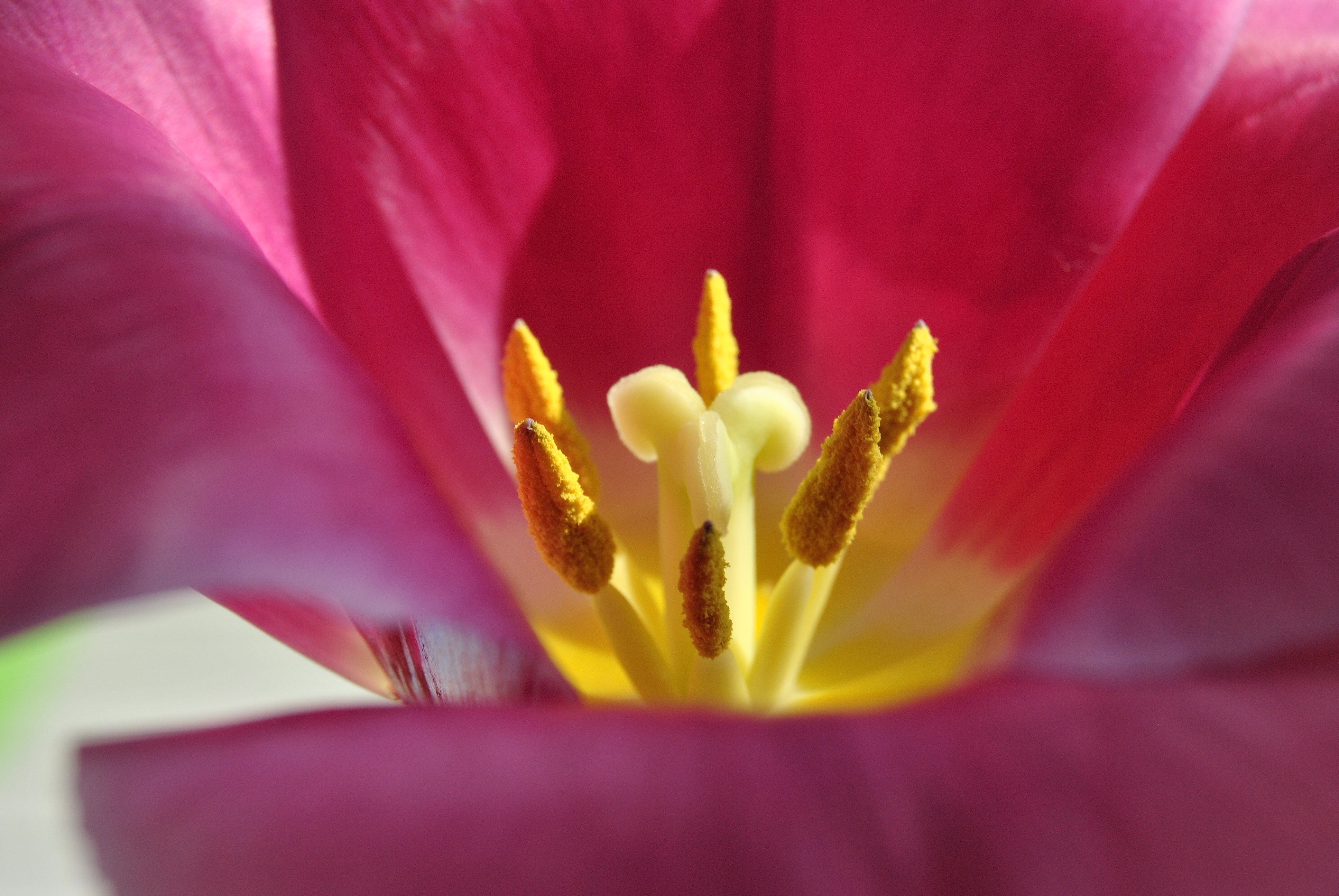 4K Closeup of Pink Tulip Stamens and Pistil HD Wallpaper