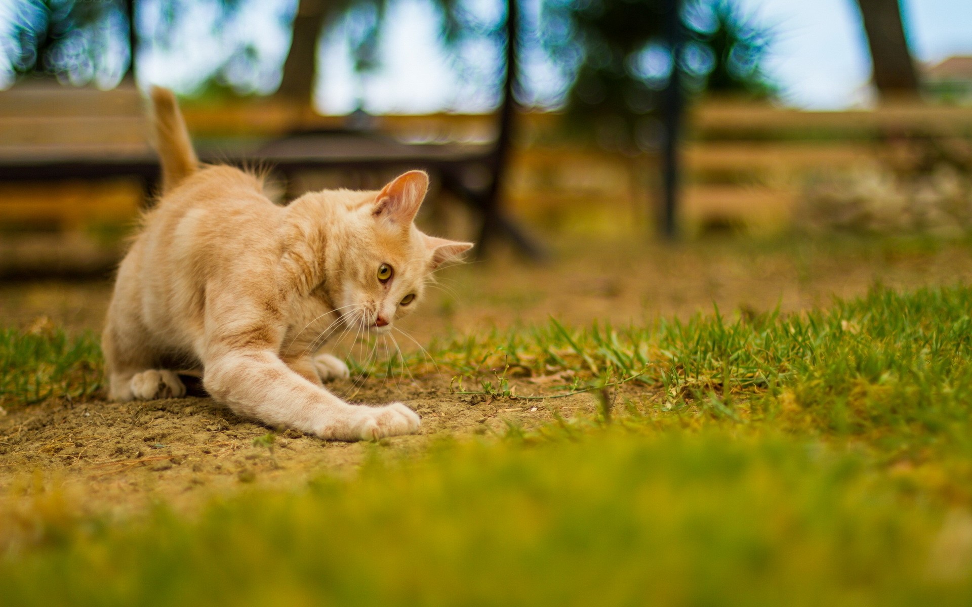 Orange kitten playing in the grass HD Wallpaper